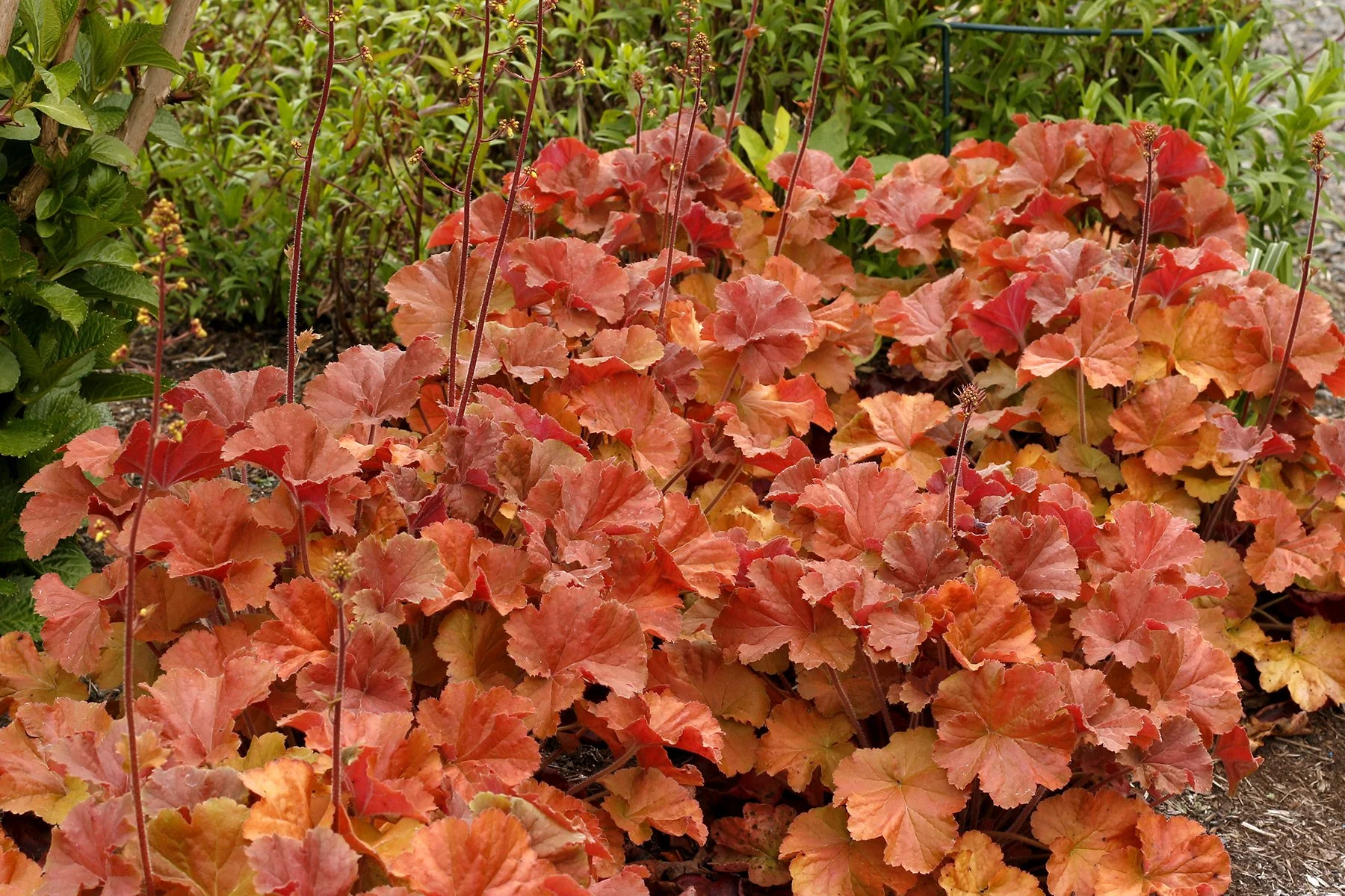 Heuchera-Northern-Exposure-Amber-4.jpg