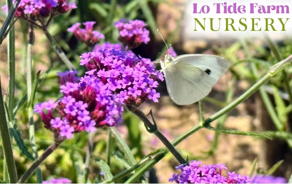 Lo Tide Farm Nursery E-Gift Card