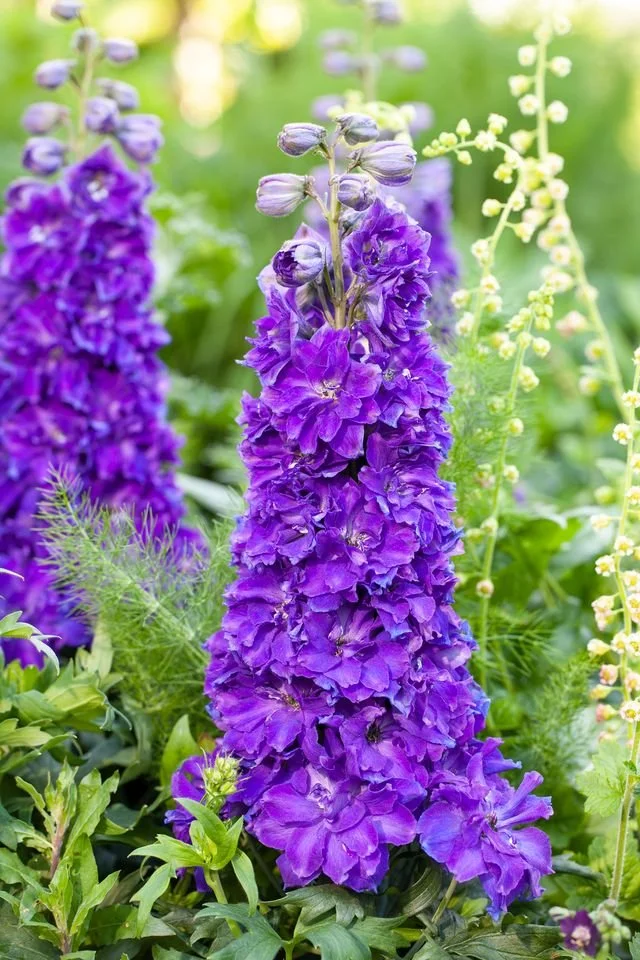 Delphinium x 'Kingsley'