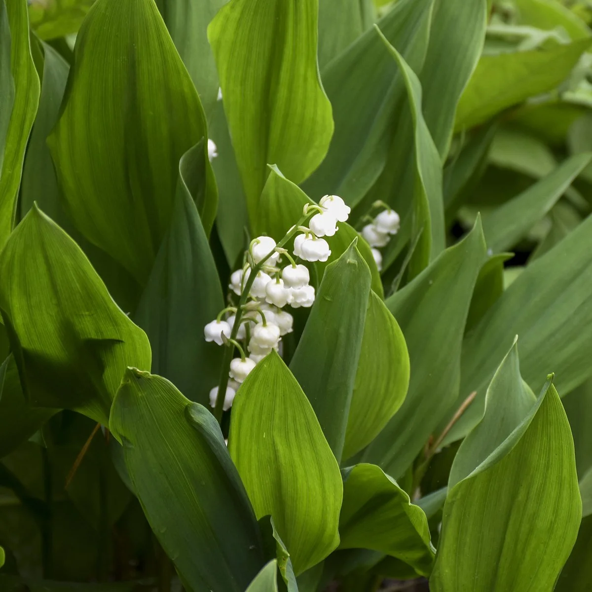 Convallaria majalis 0003 high res.jpg