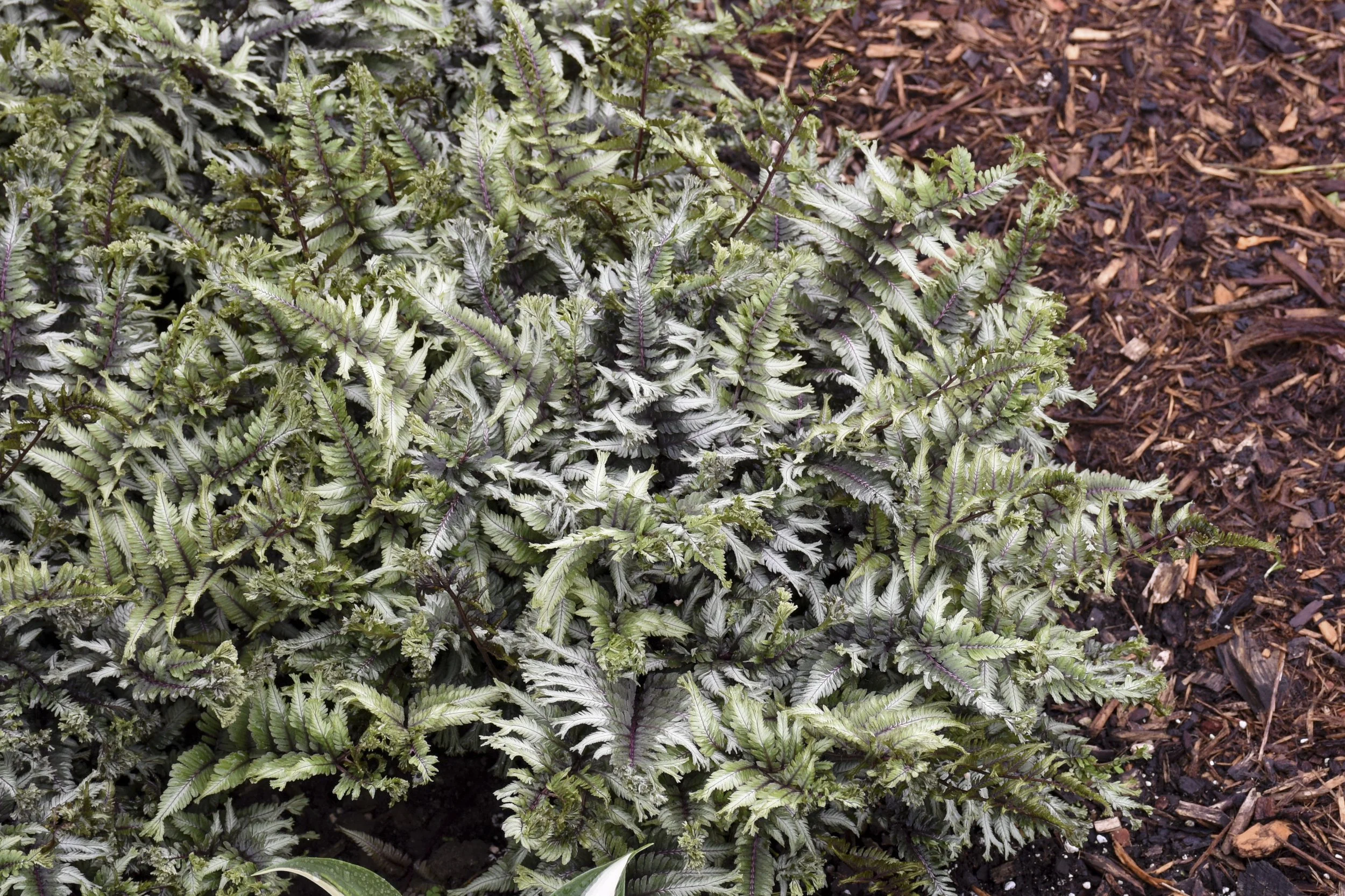 athyrium_crested_surf_13.jpg