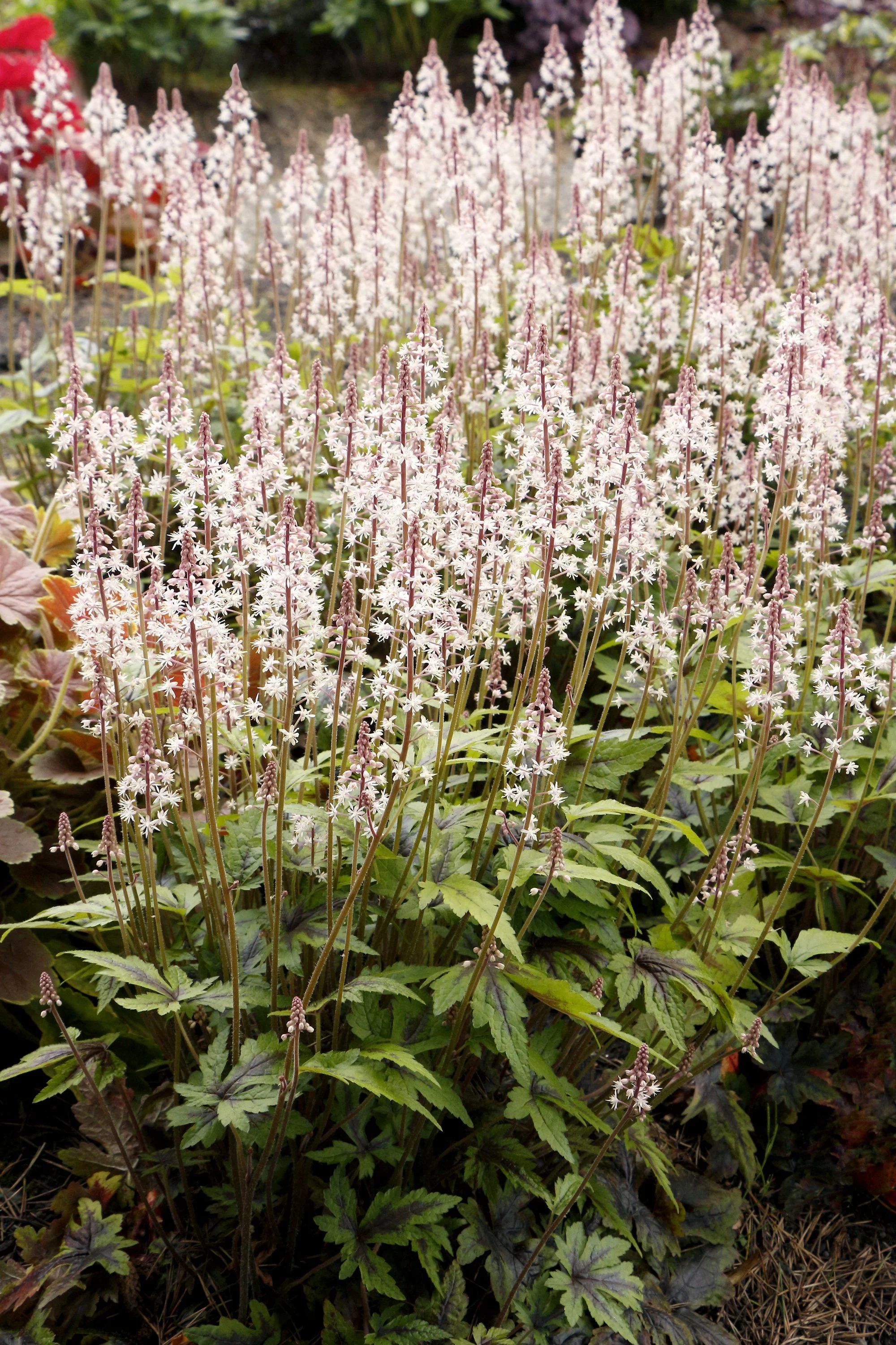 Tiarella-Sugar-and-Spice-10.jpg