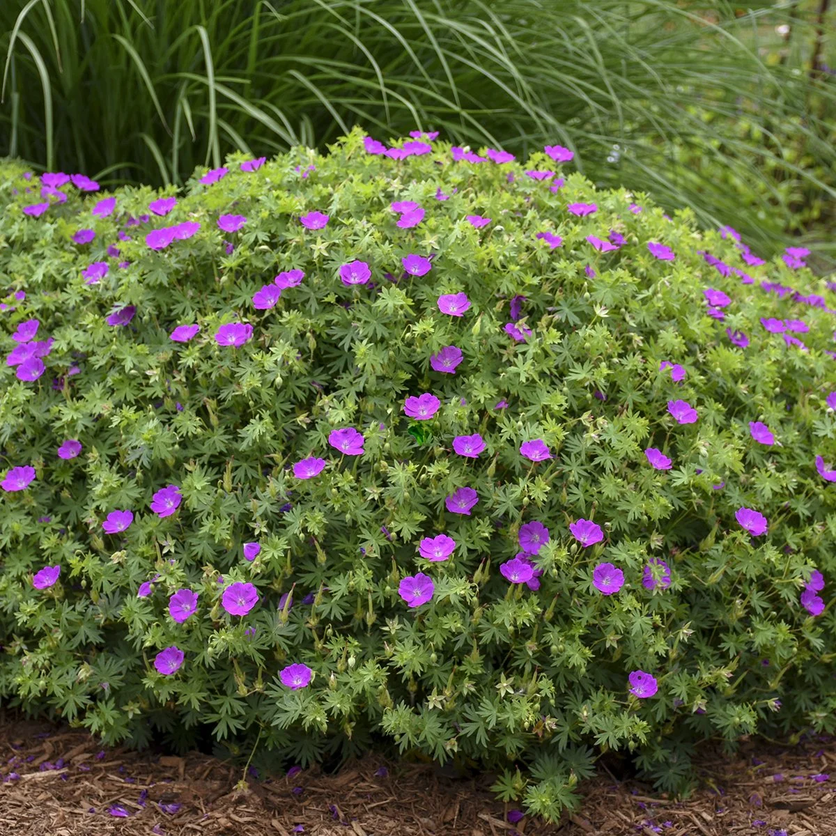 Geranium sanguineum 'New Hampshire Purple' 0003 high res.jpg
