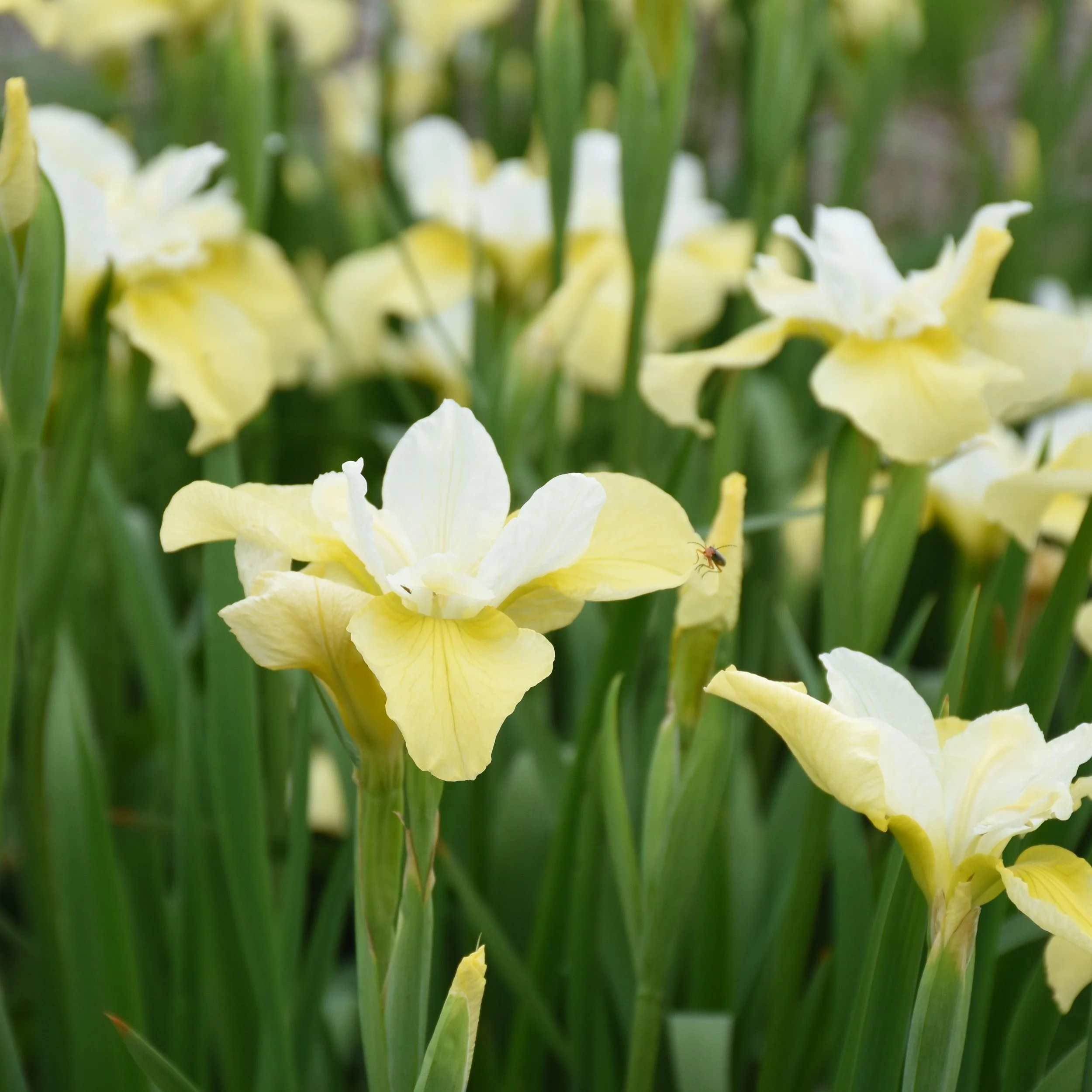 Iris sibirica 'Butter and Sugar' 0003 high res.jpg