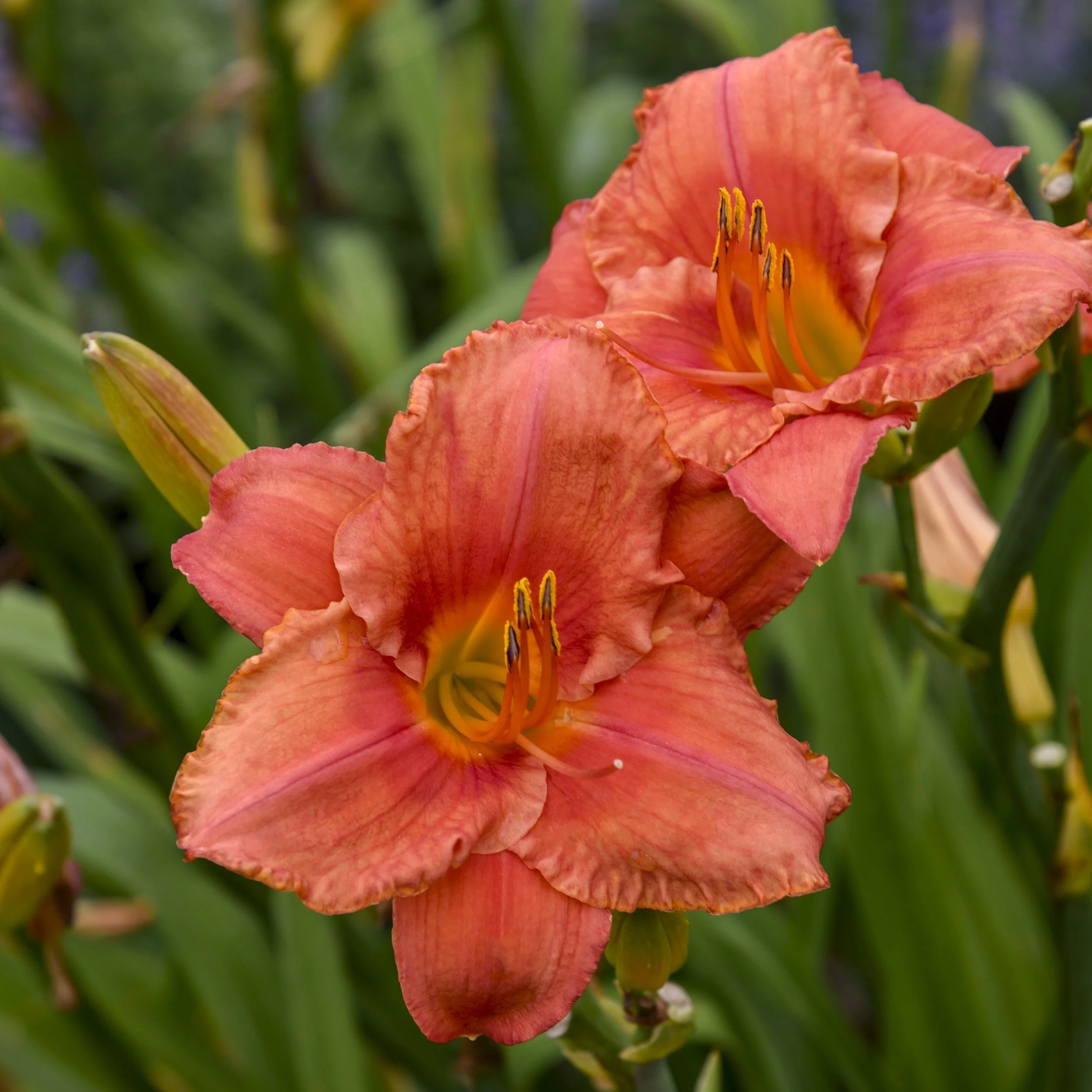 Hemerocallis 'South Seas' 0002 high res.jpg