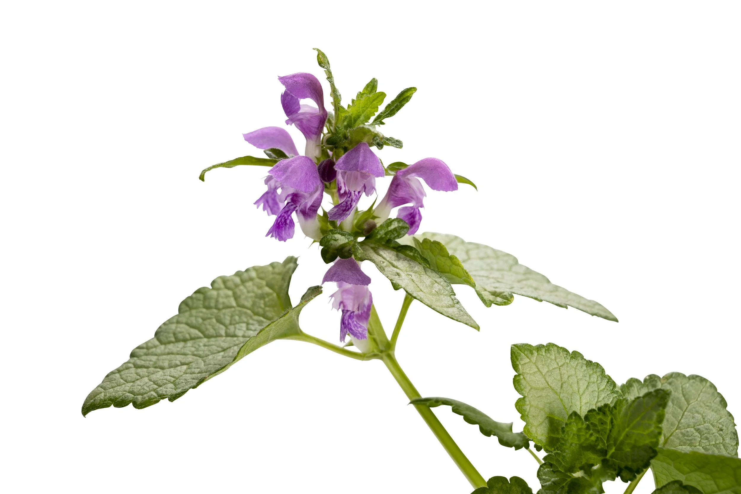 Lamium-Orchid-Frost-Gold-002.jpg