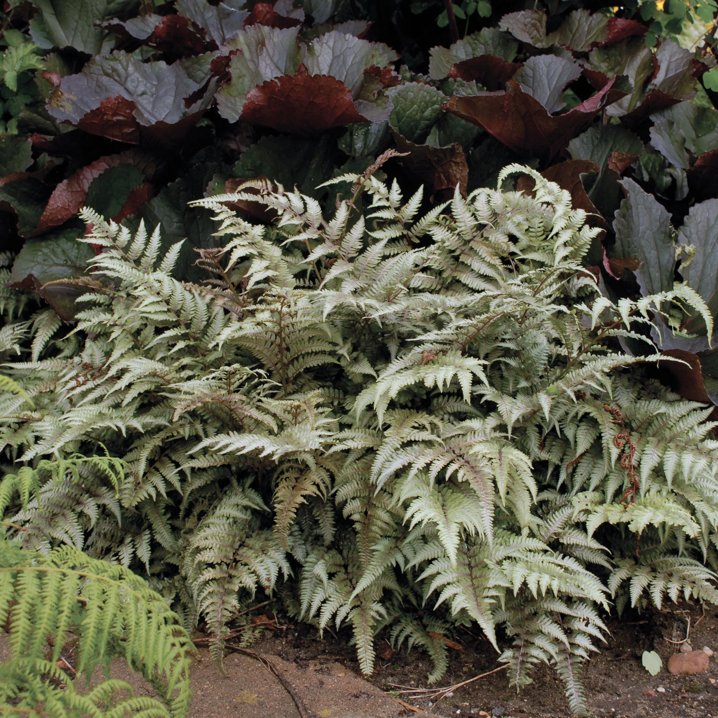 Athyrium niponicum 'Pictum'