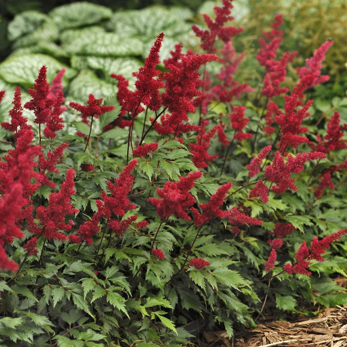 Astilbe 'Fanal' 0001 high res.jpg