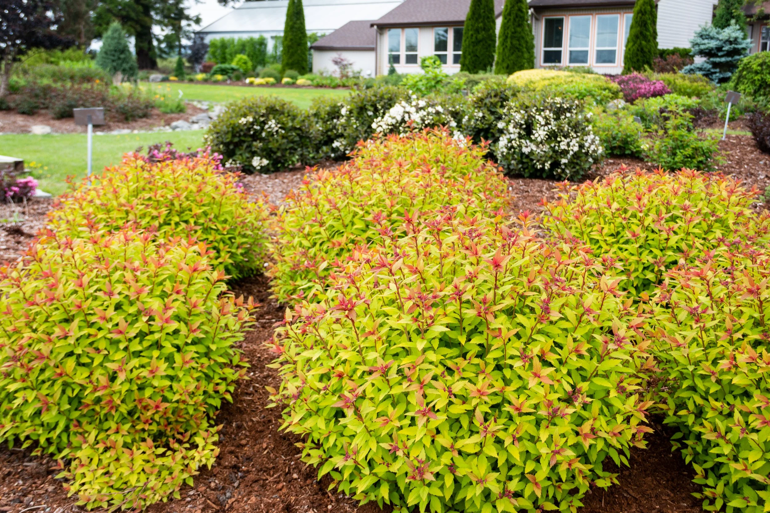 Spiraea-Rainbow-Fizz-landscape-01.jpg