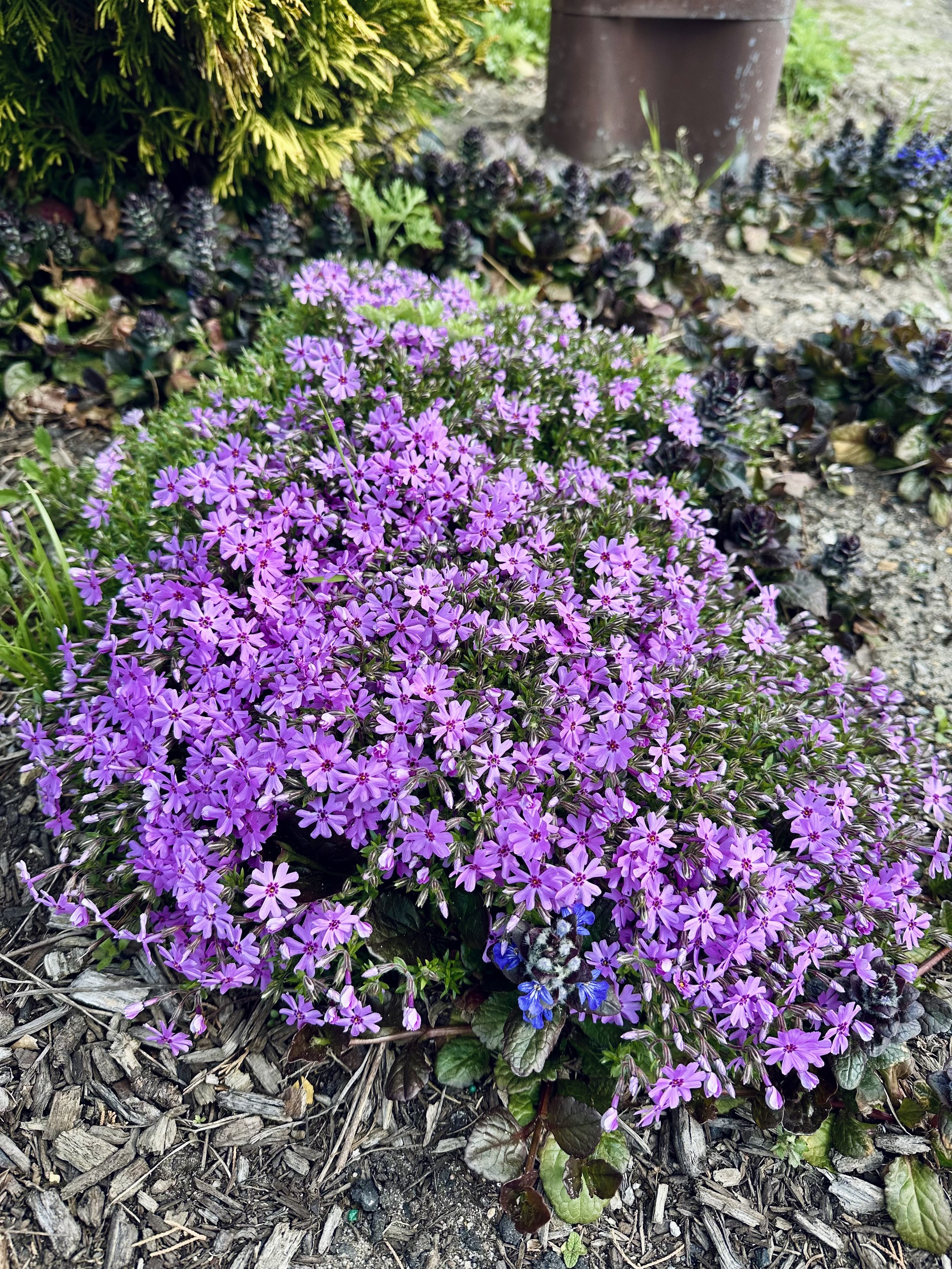 IMG_4318.jpeg