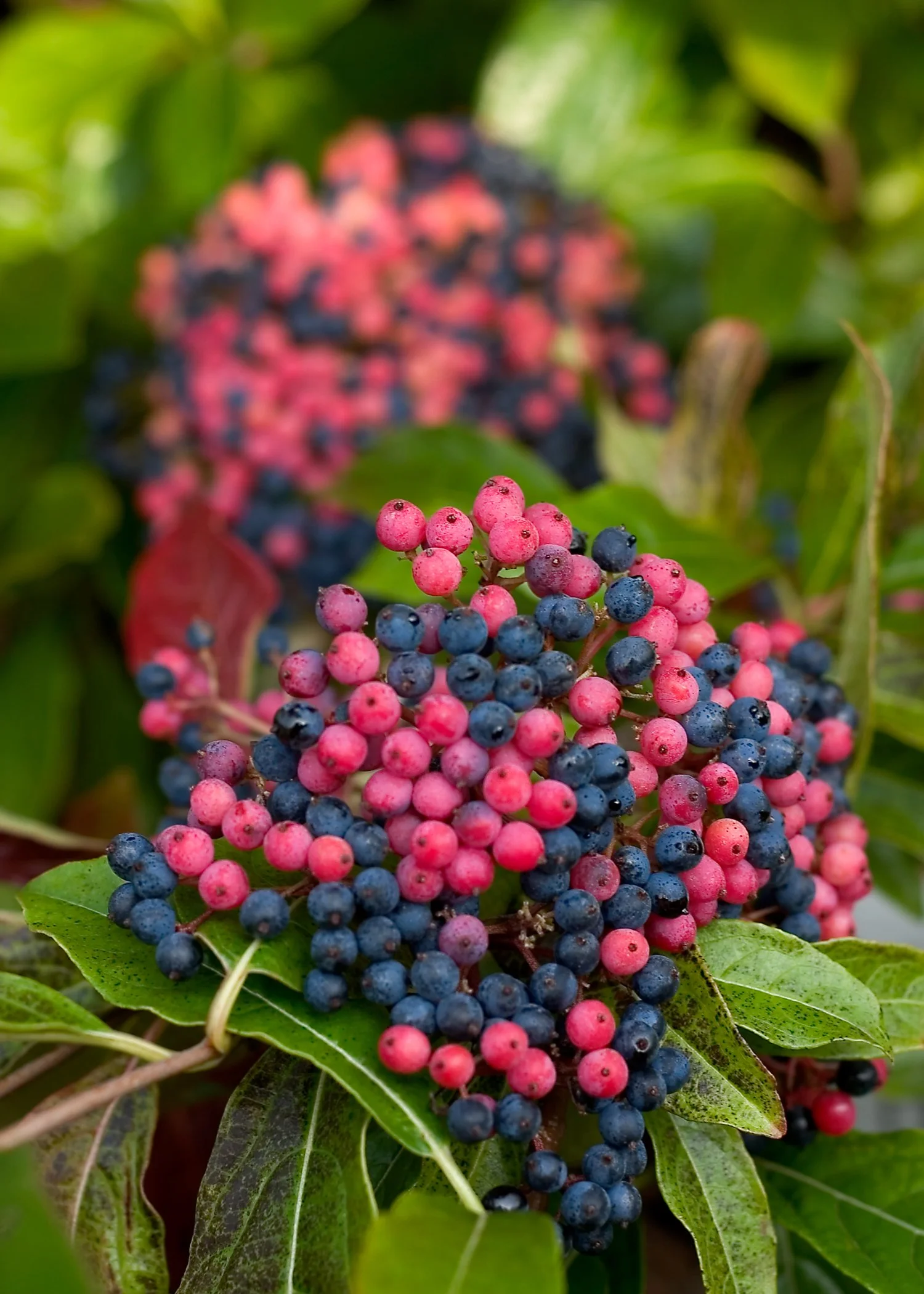brandywine_viburnum-3.jpg