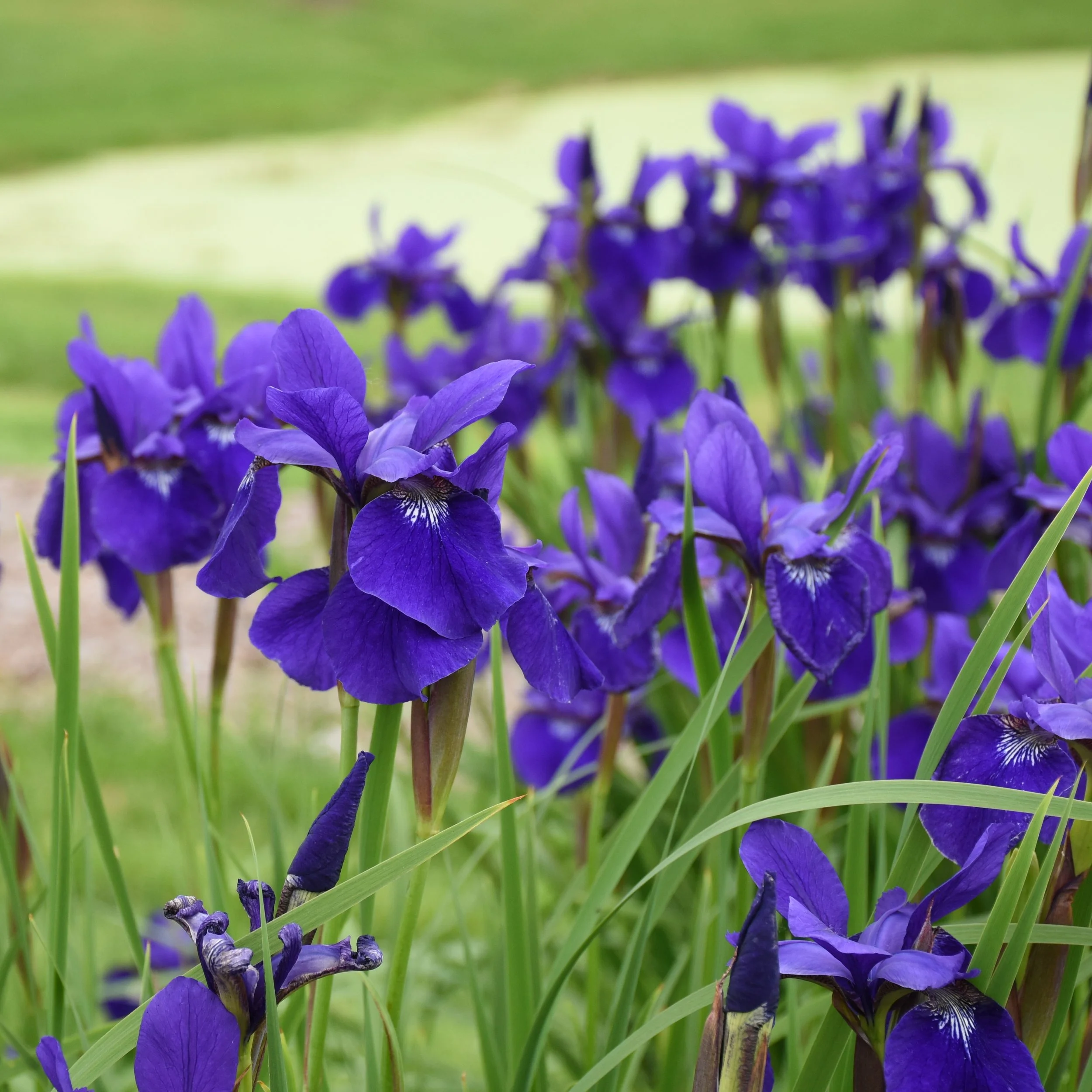 Iris sibirica 'Caesar's Brother' 0002 high res.jpg