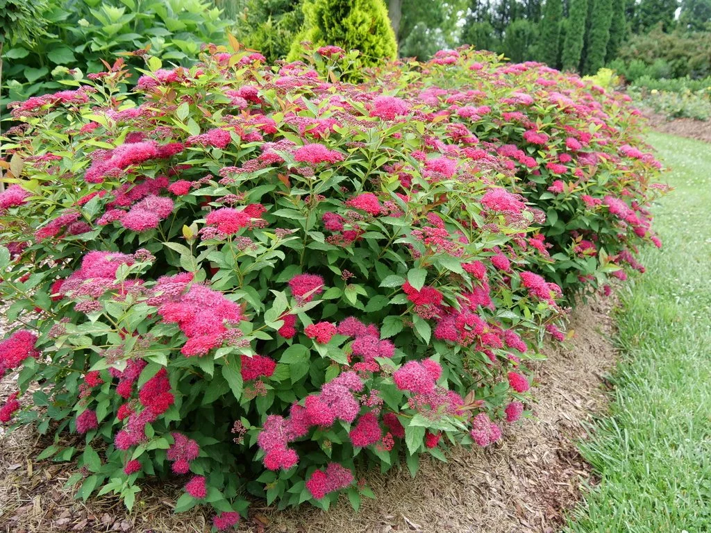spiraea_double_play_doozie_p1077060.jpg