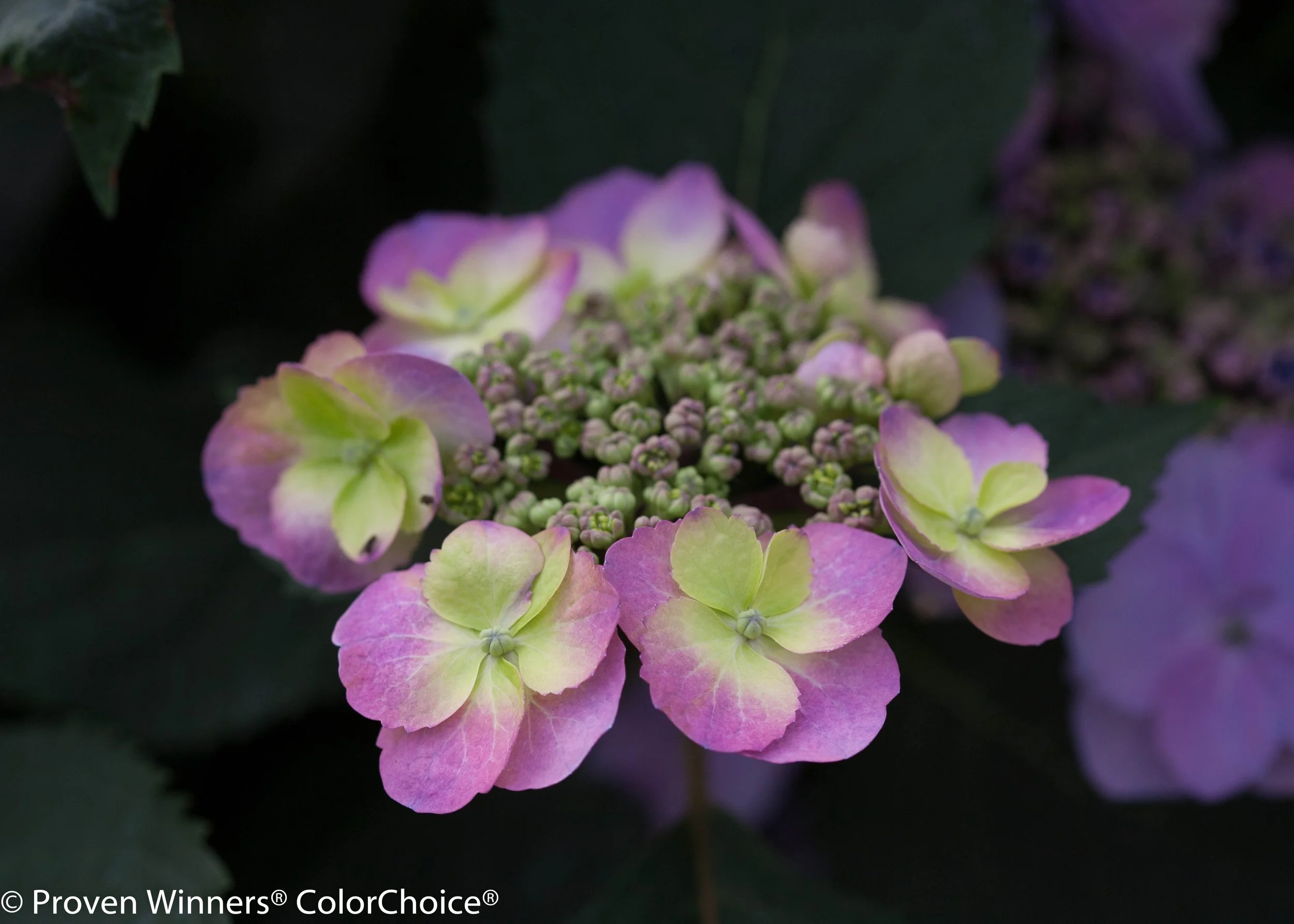 tuff_stuff_hydrangea-0038.jpg
