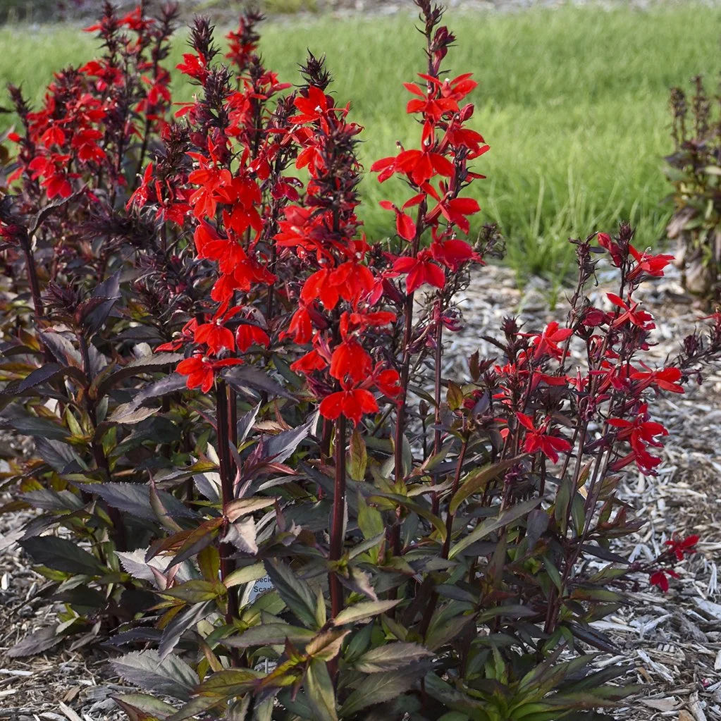 Lobelia speciosa 'Starship Scarlet'