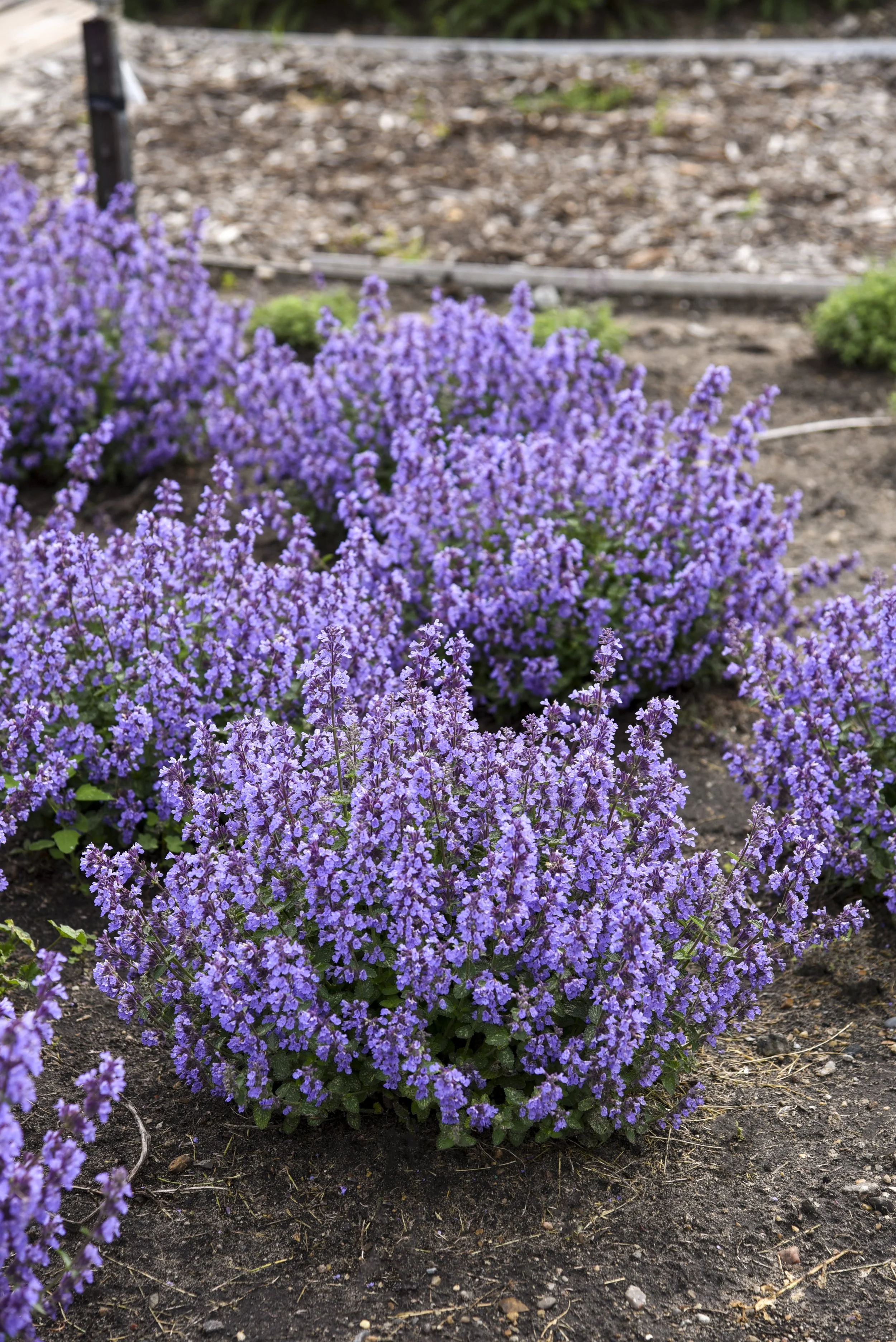 Nepeta x 'Cat's Pajamas'