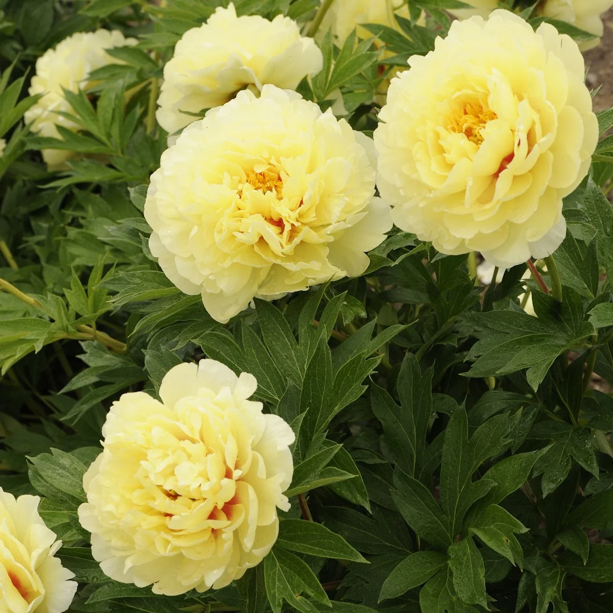 Paeonia 'Bartzella' 0001 high res.jpg