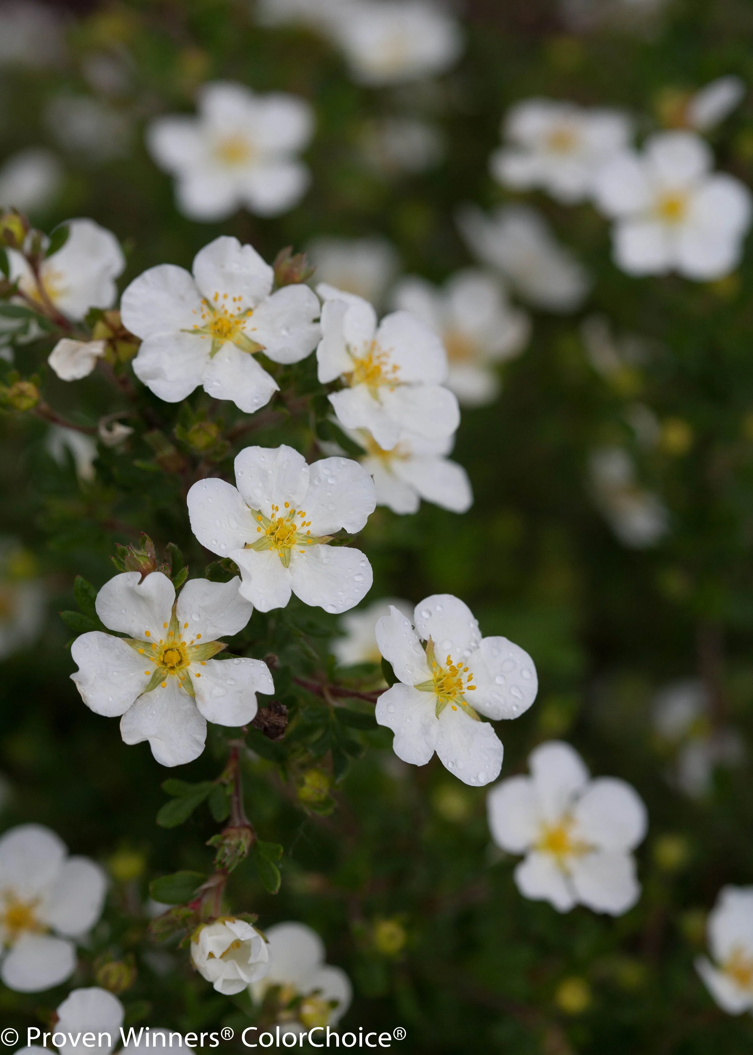 happy_face_white_potentilla-0731.jpg