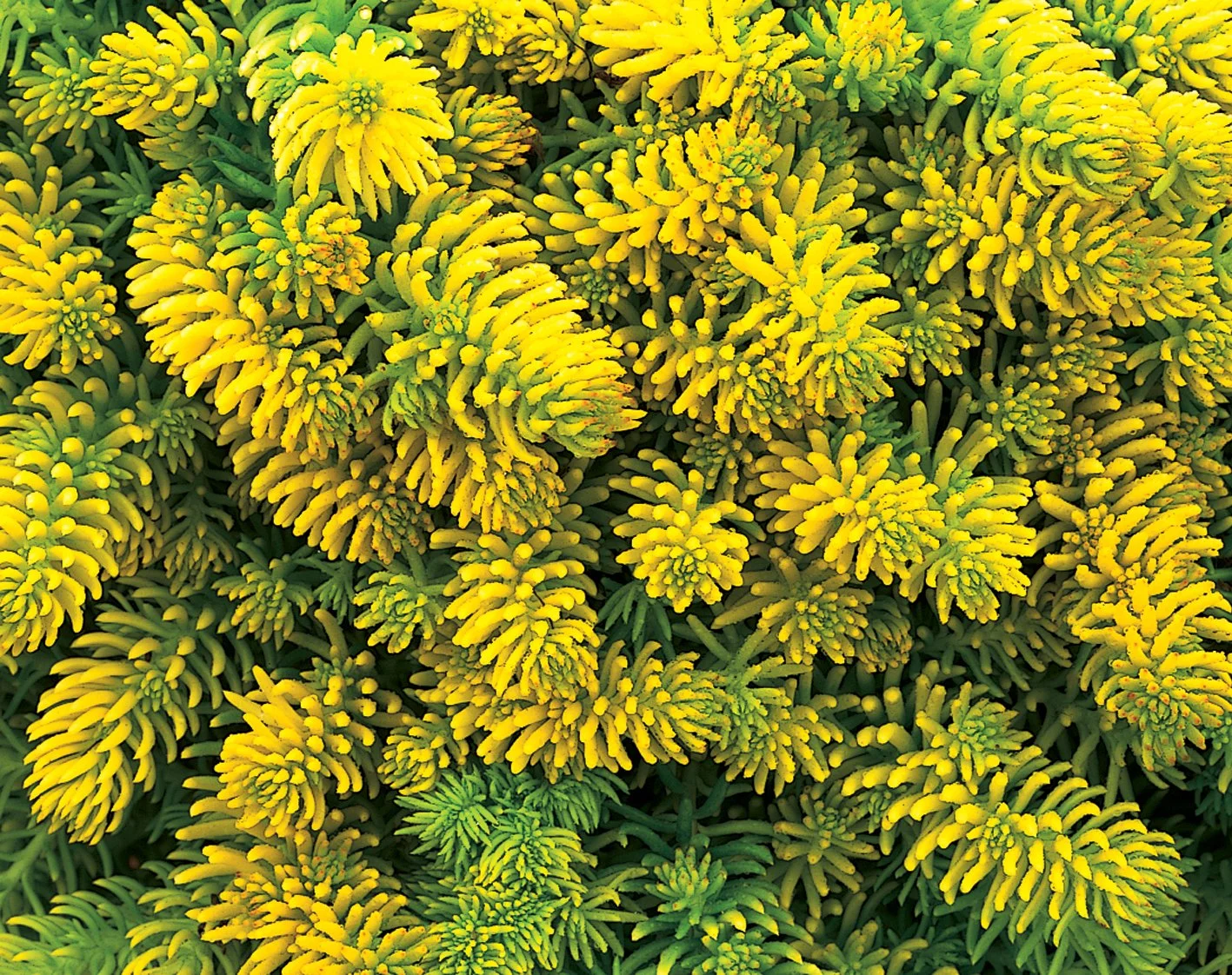 Sedum rupestre 'Prima Angelina'