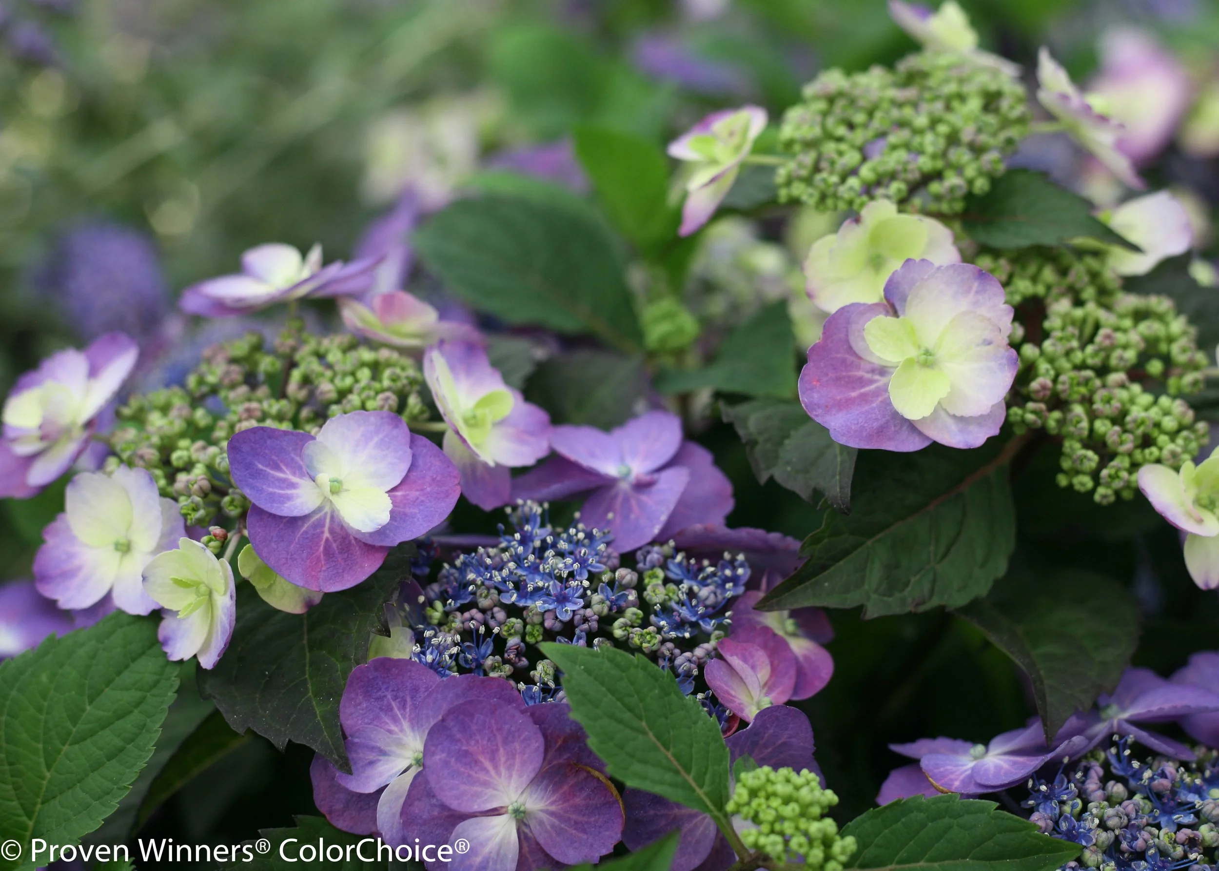 tuff_stuff_hydrangea-8739.jpg