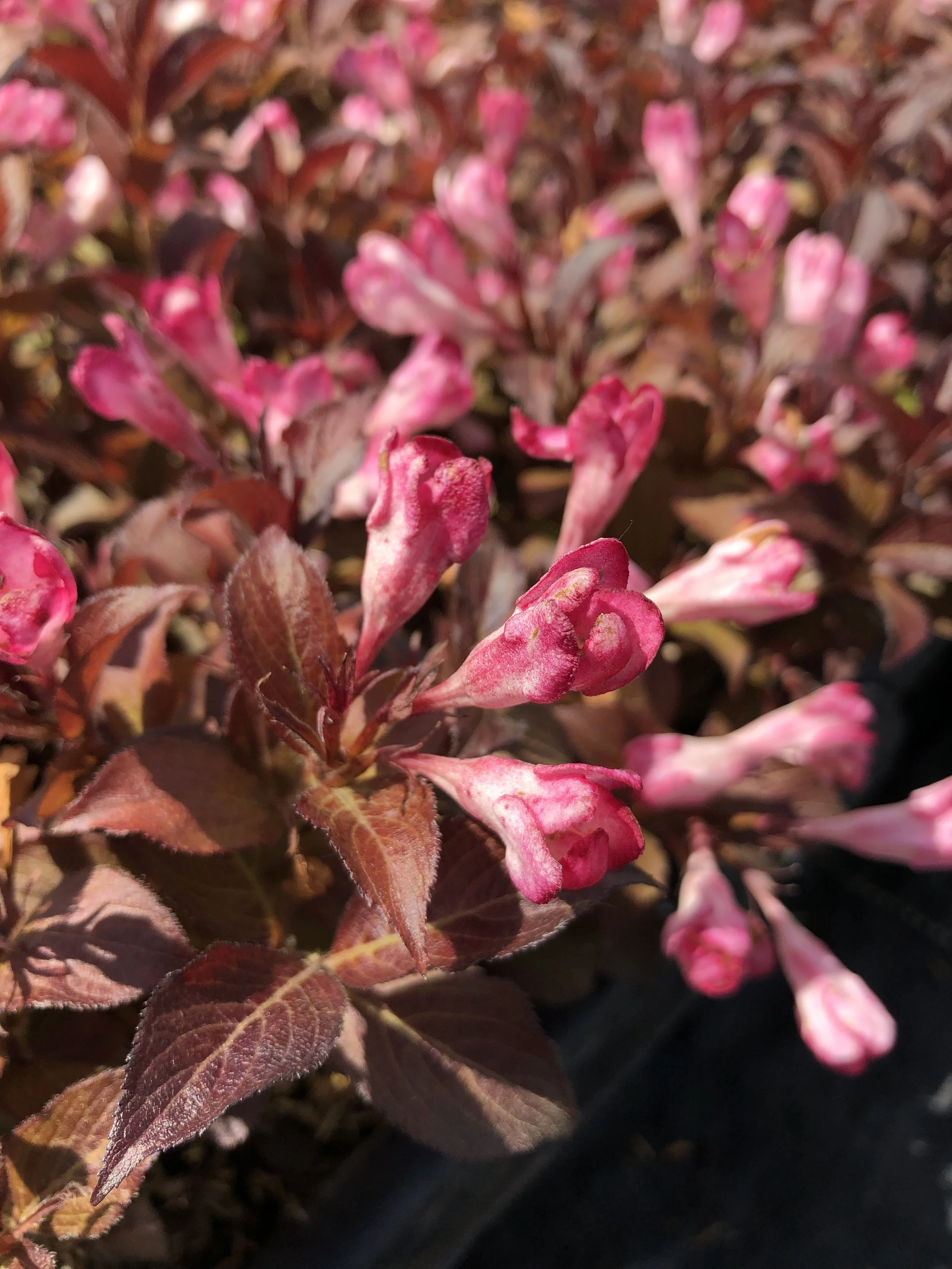 Weigela-Afterglow-bloom-02.jpg