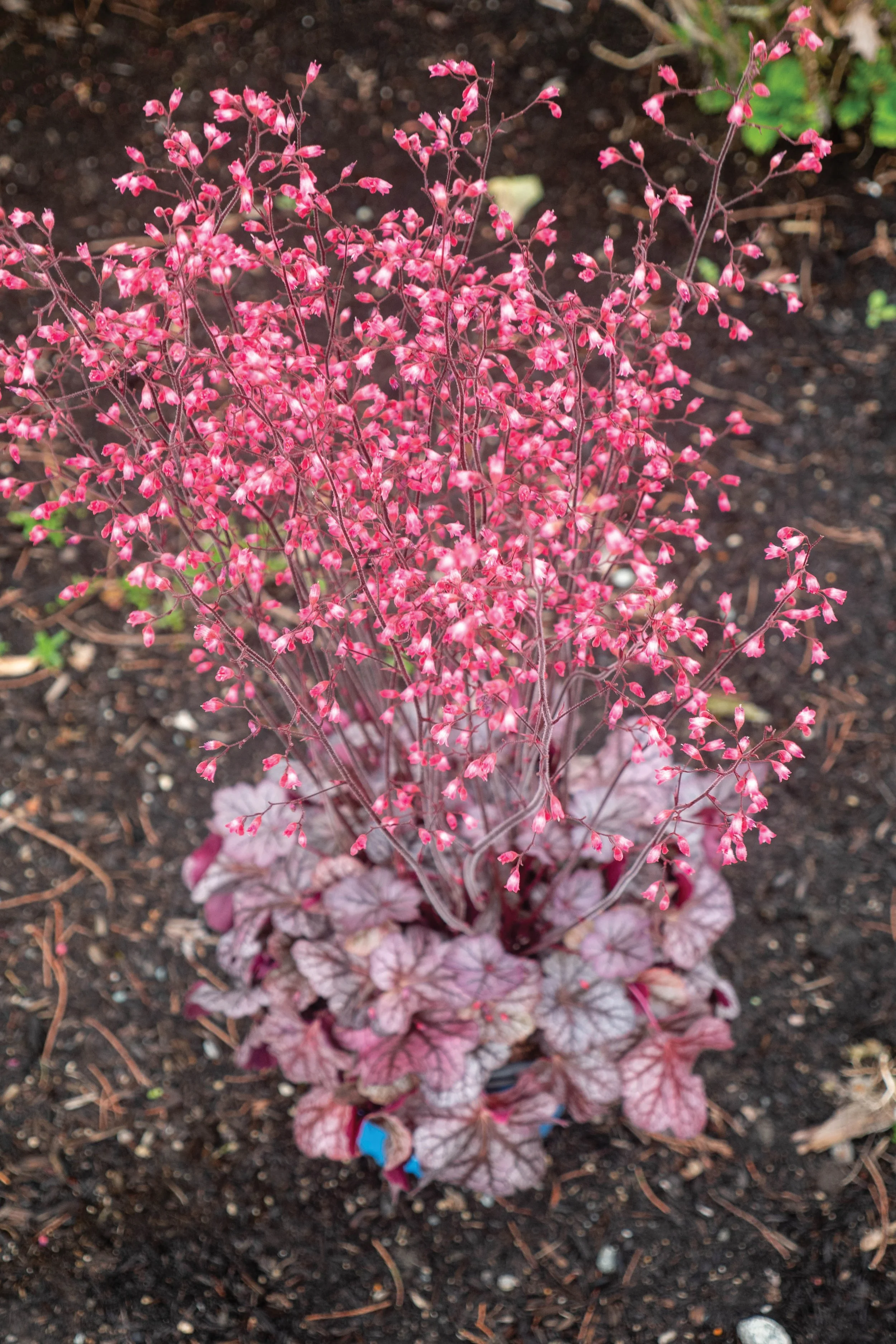 Heuchera 'Spice Curls'