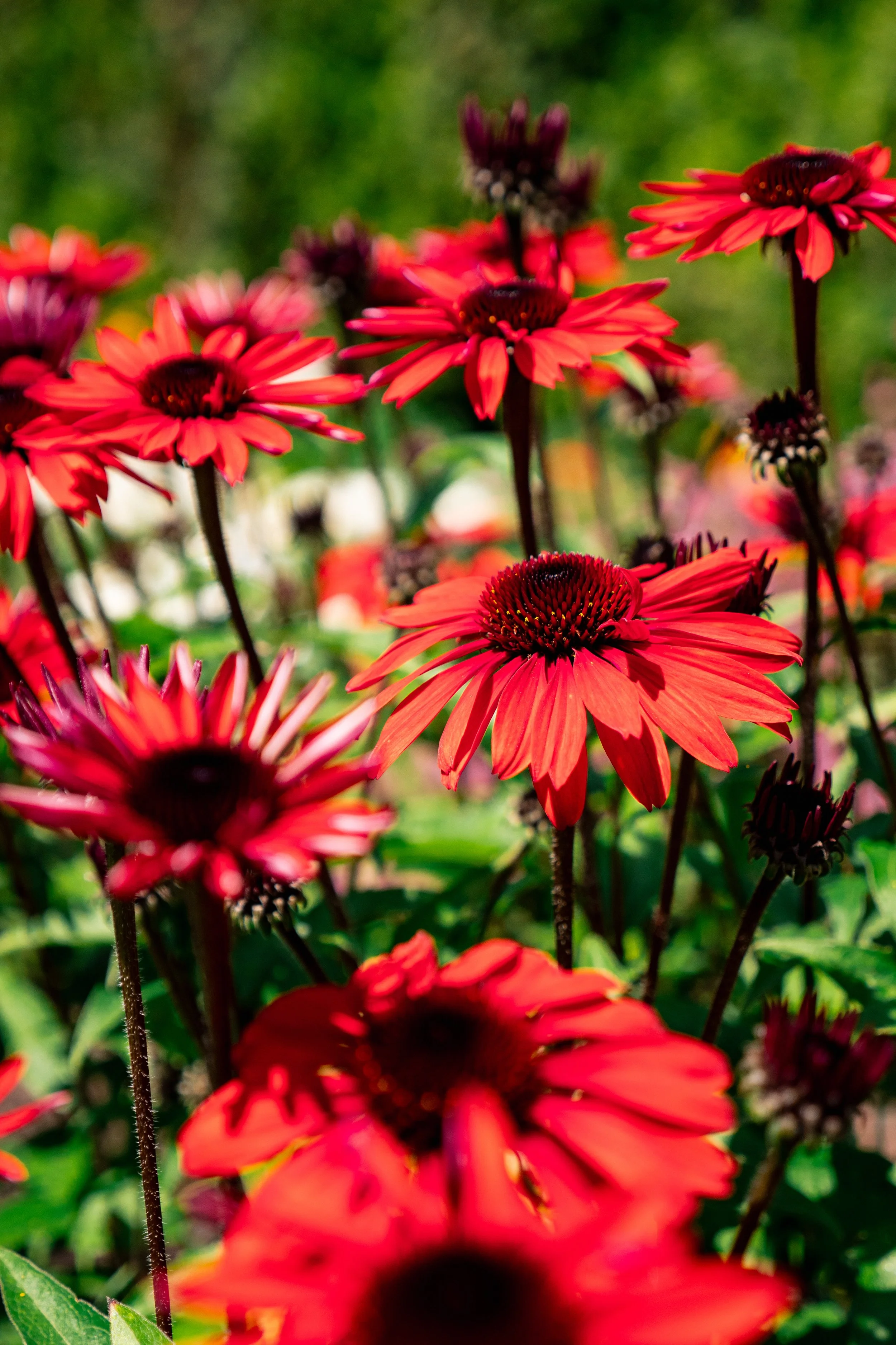 Echinacea x 'Panama Red'