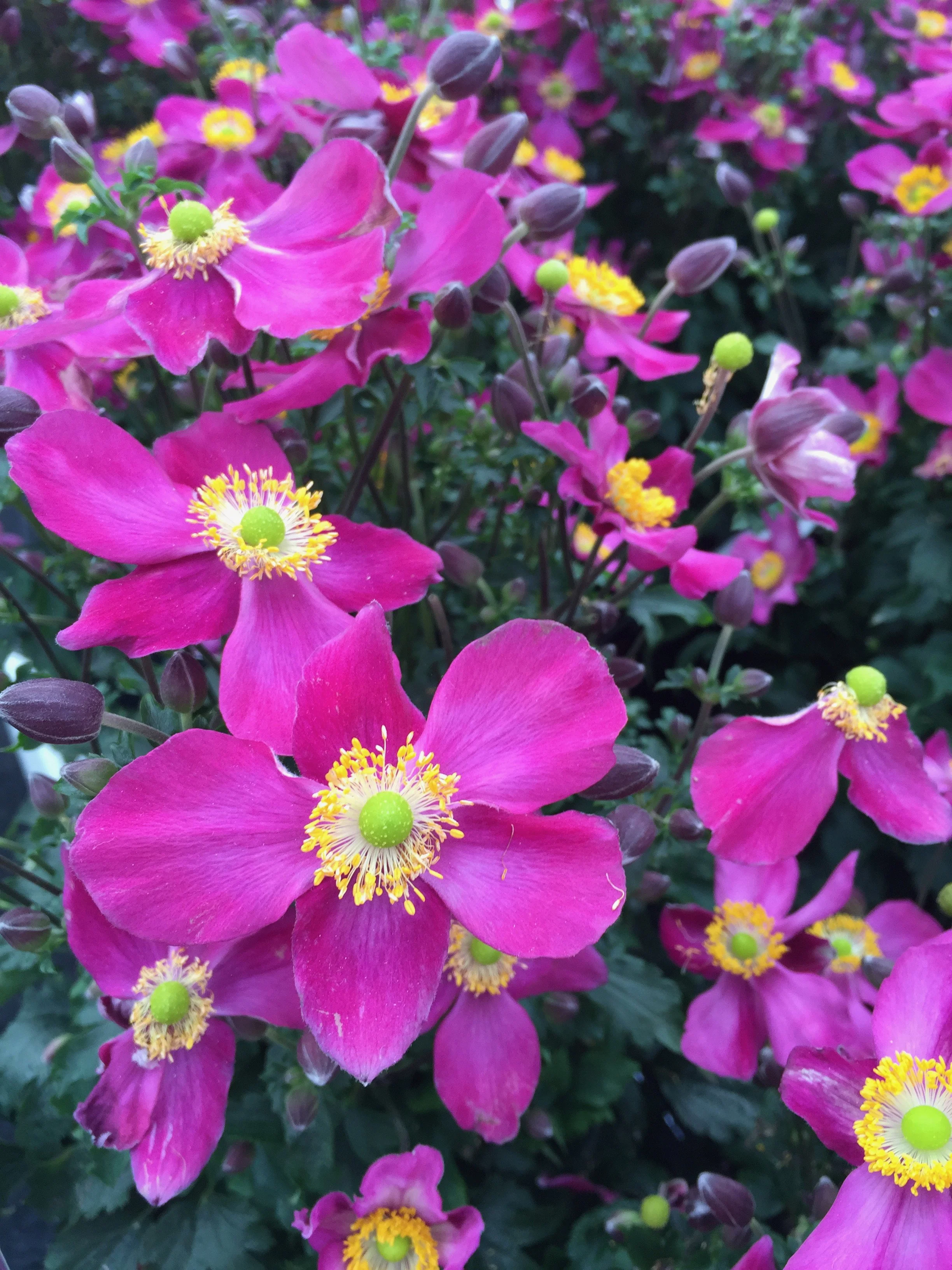 Anemone x 'Red Riding Hood'