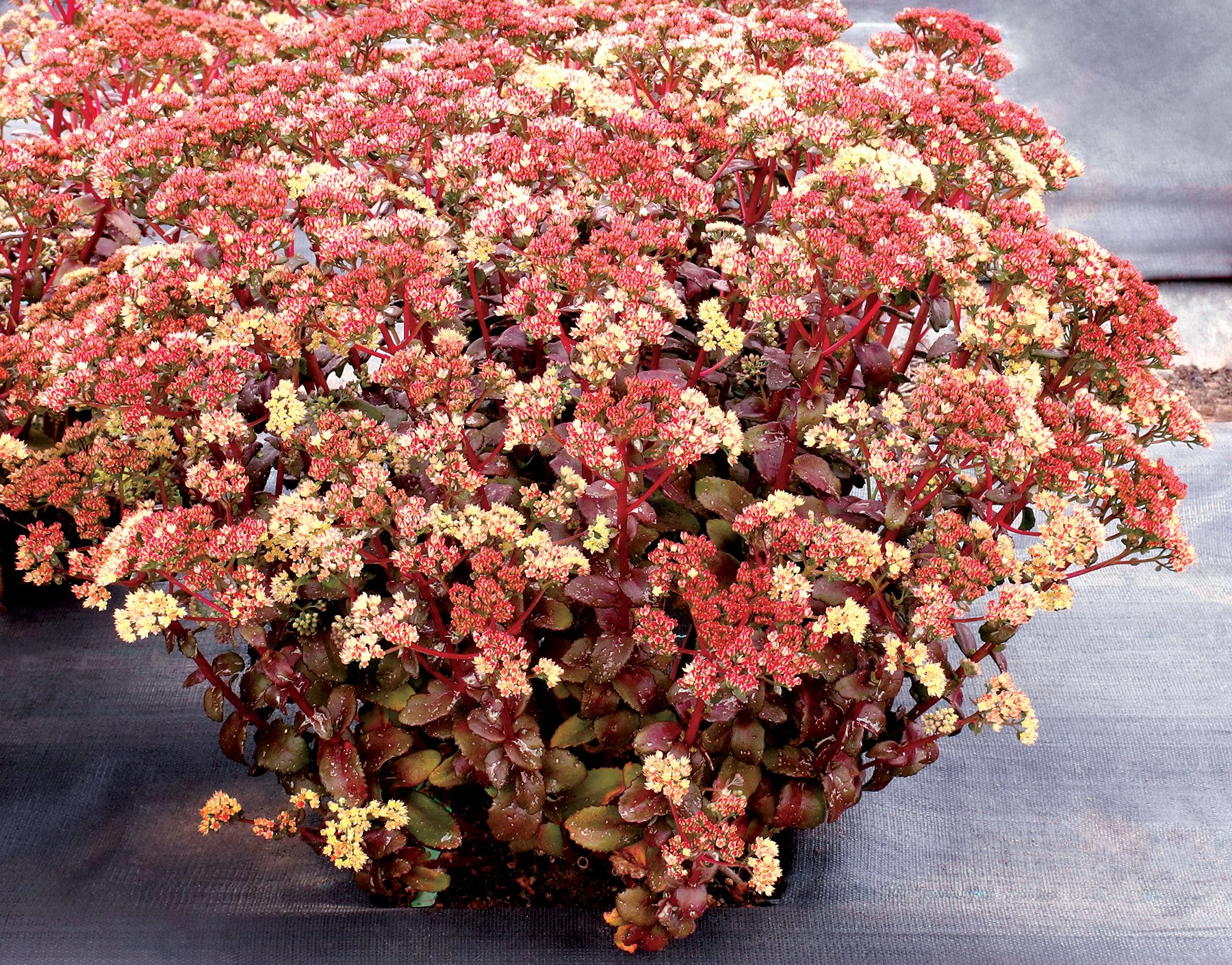 Sedum-Peach-Pearls-1.jpg