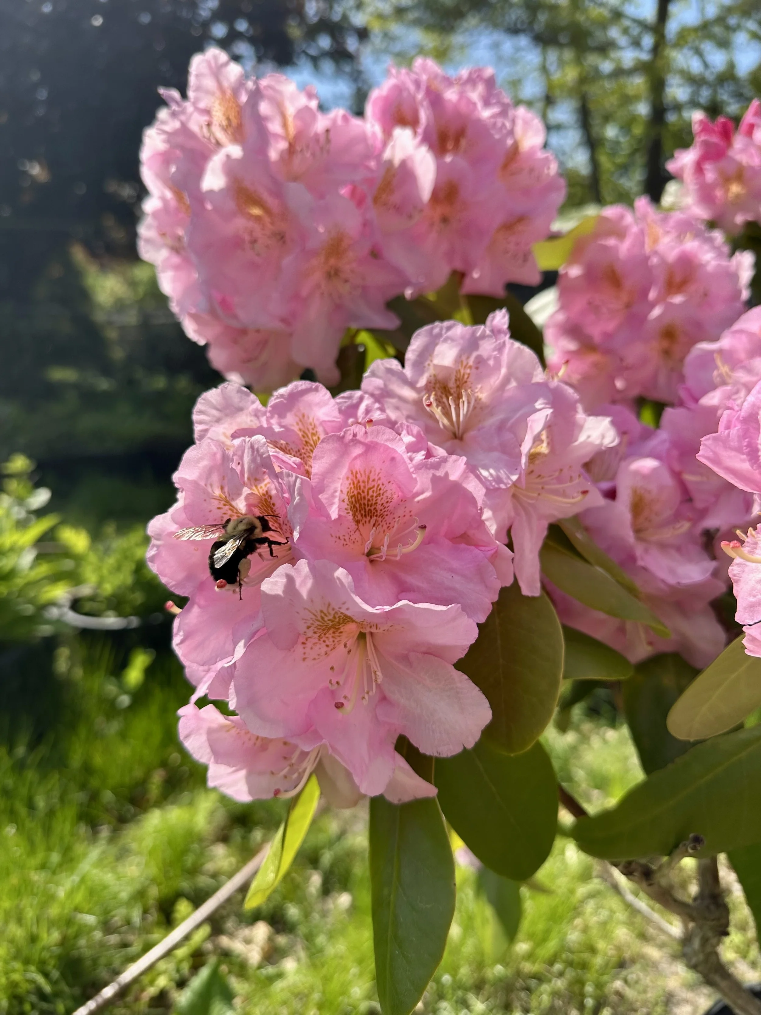 IMG_5768.jpeg