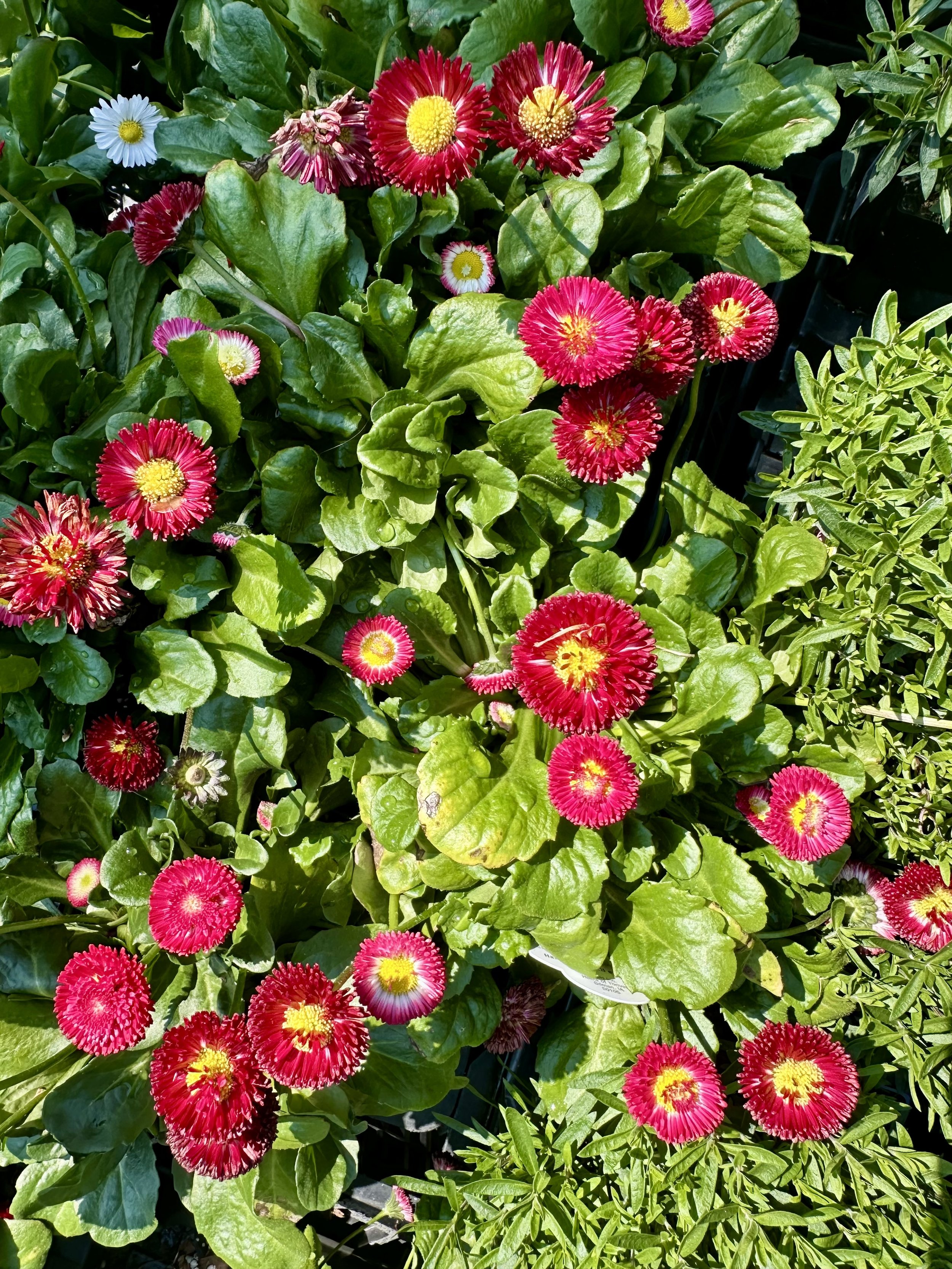 Bellis perennis Bellissima™ Red