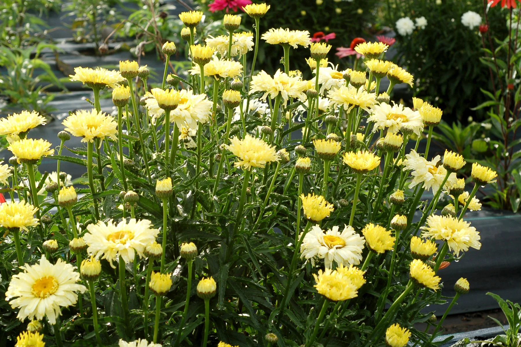 Leucanthemum-Goldfinch-4.jpg