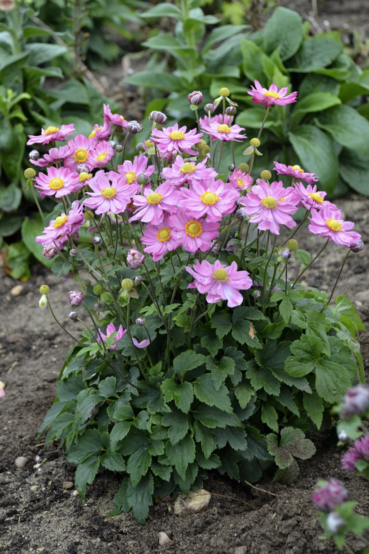 Anemone x 'Curtain Call Pink'