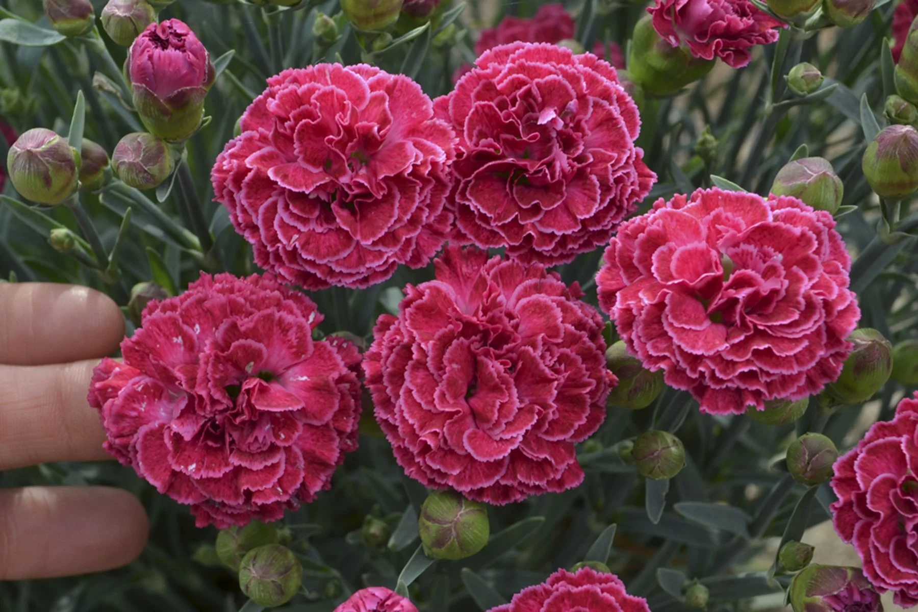 Dianthus x 'Raspberry Ruffles'