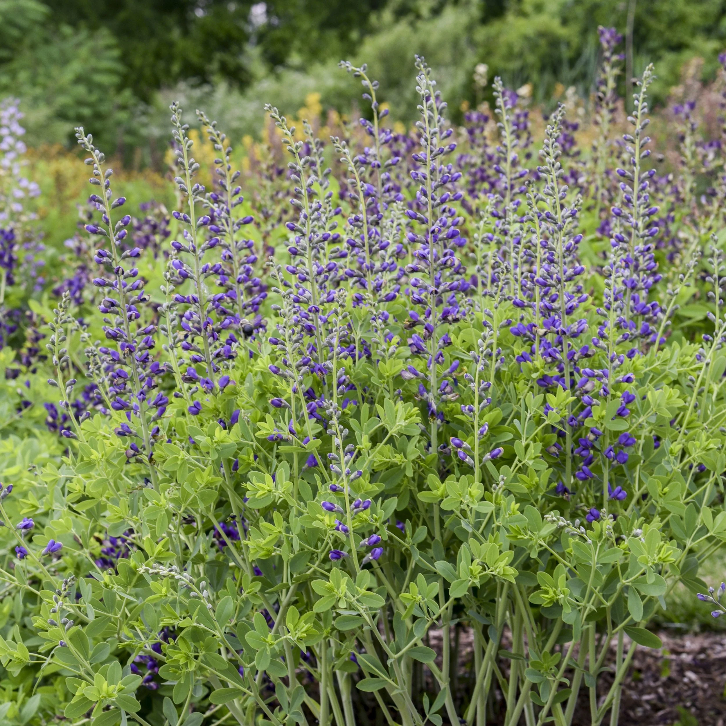 Baptisia x 'Periwinkle Popsicle'