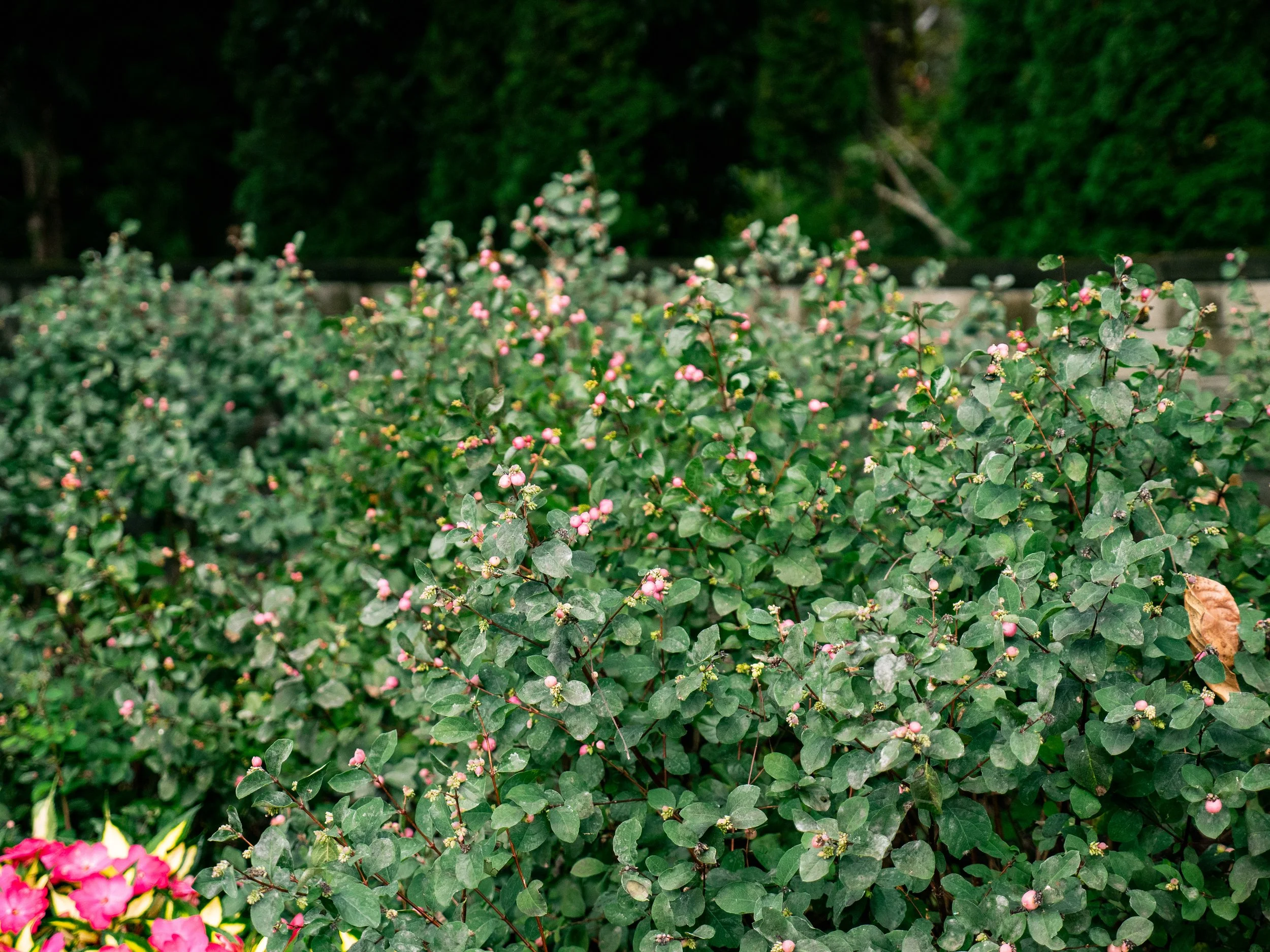 symphoricarpos-pink-posy-landscape-01.jpg