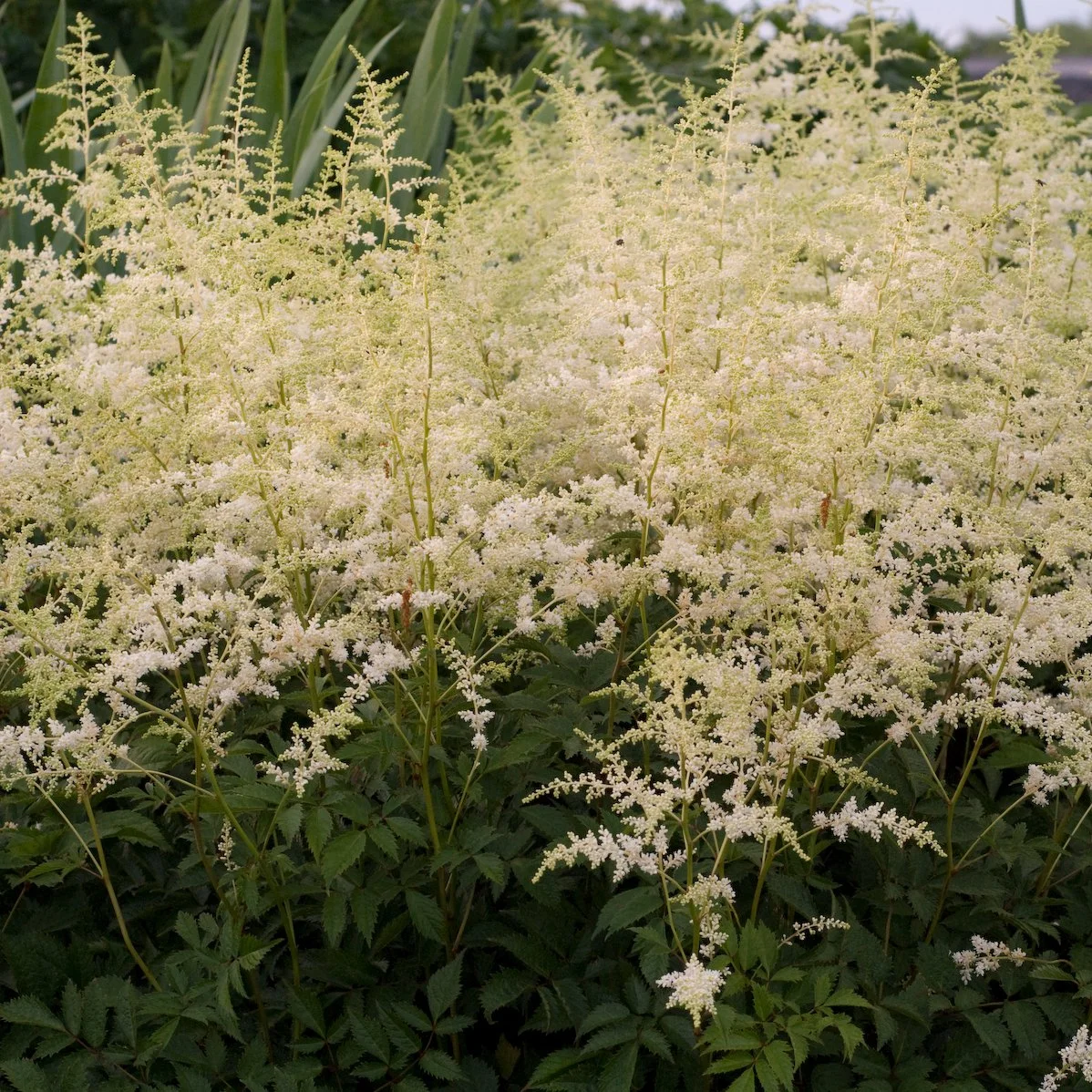Astilbe arendsii 'Bridal Veil'