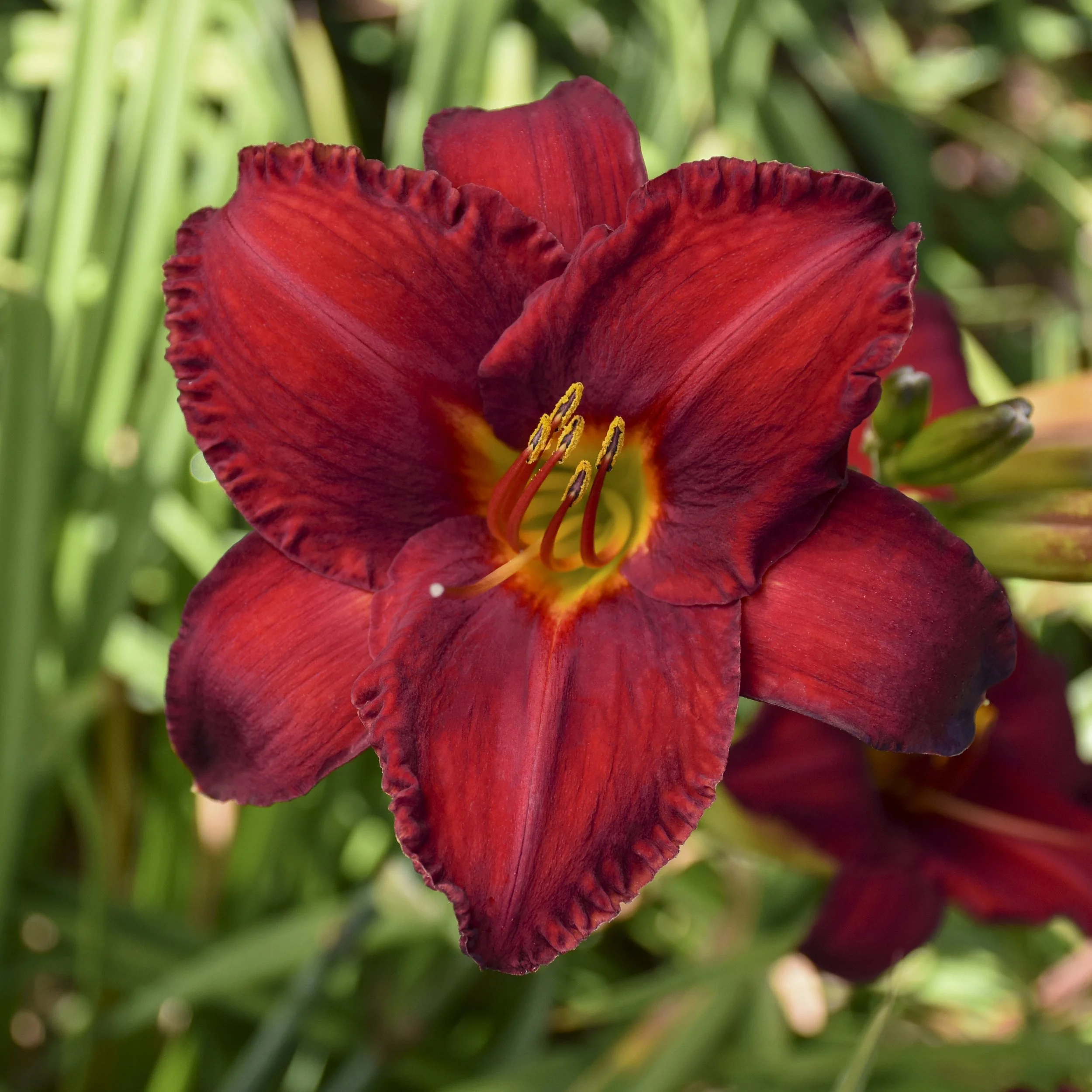 Hemerocallis 'Chicago Apache' 0000 high res.jpg