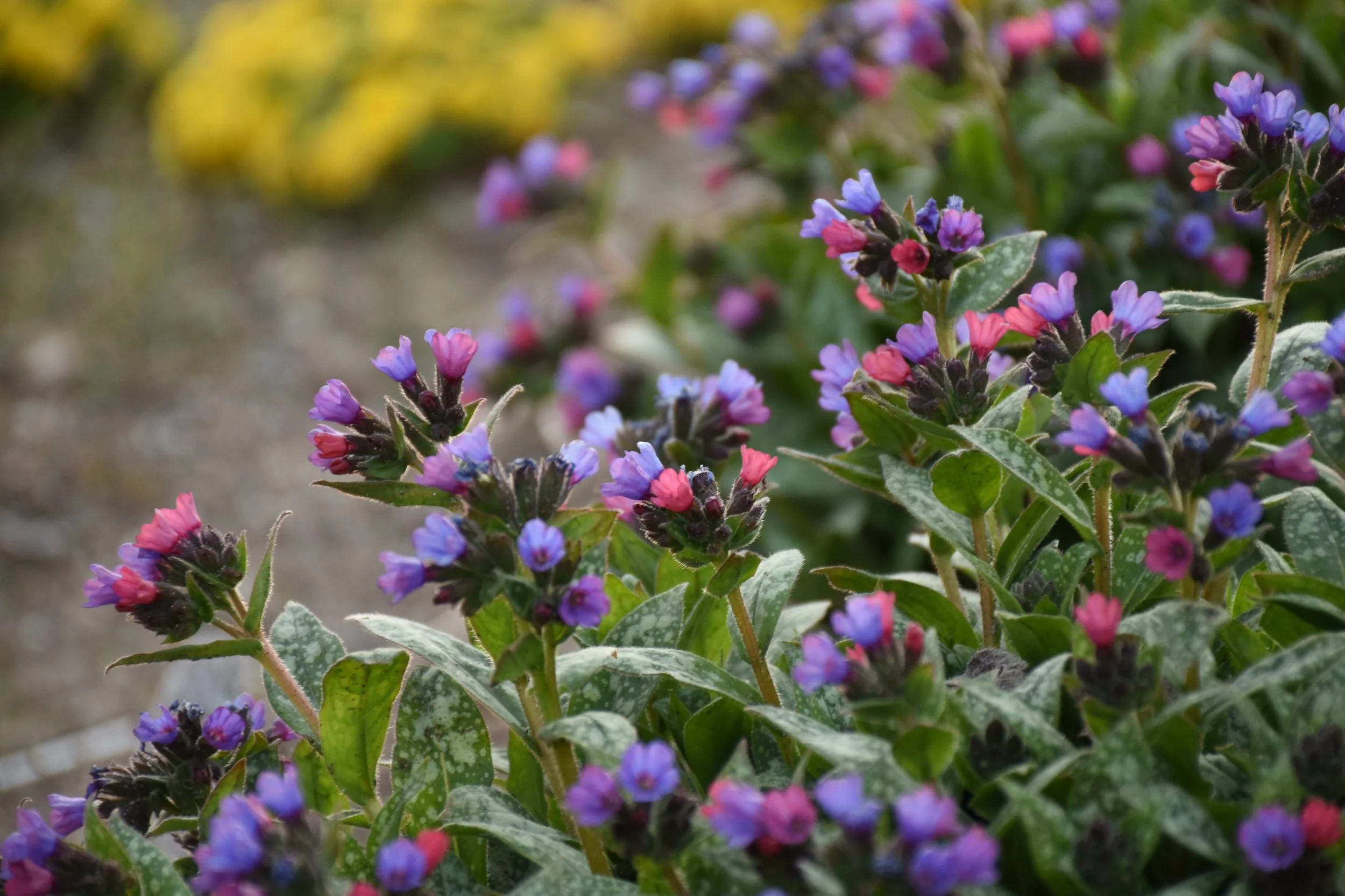 Pulmonaria x 'Spot On'