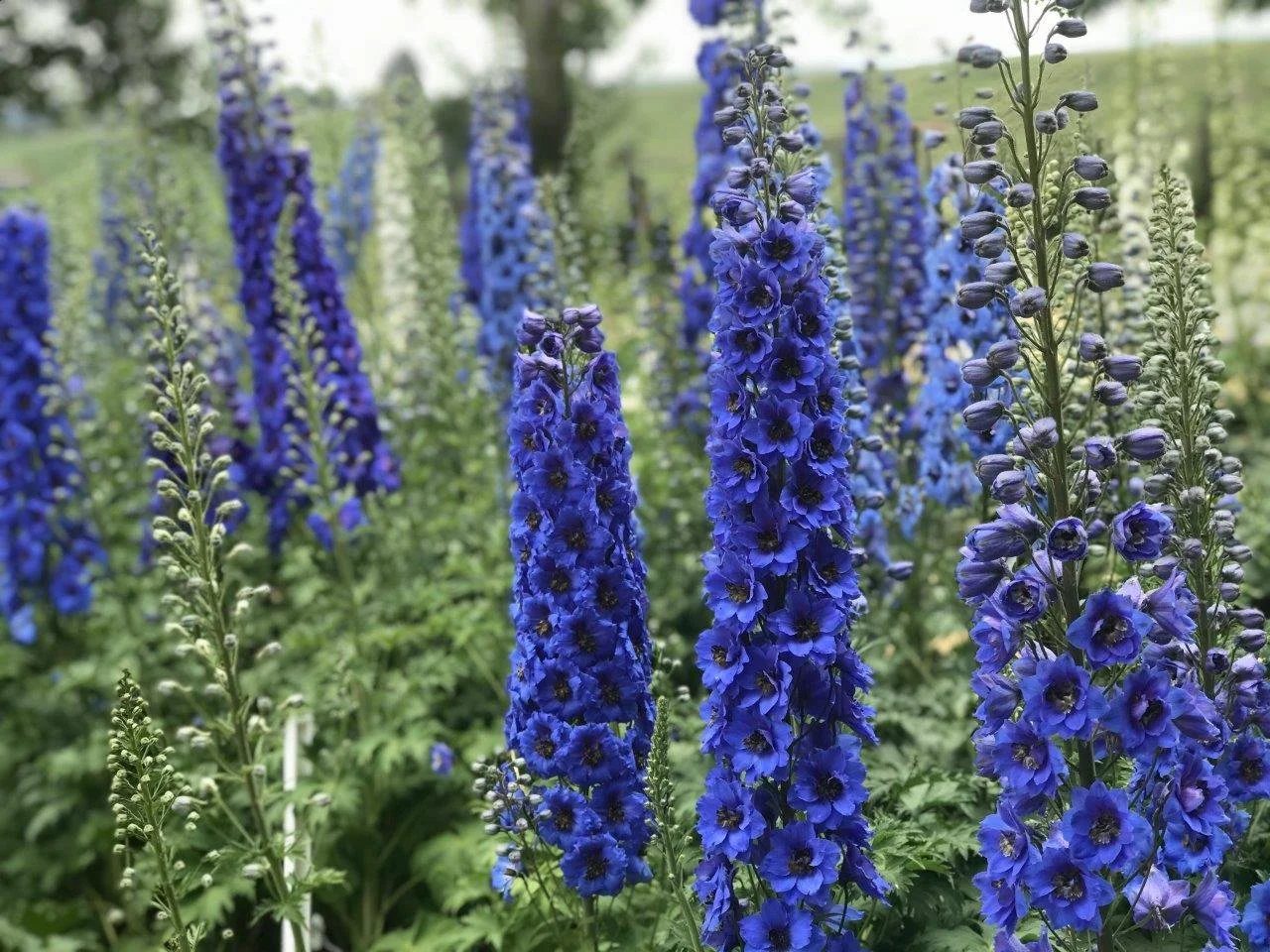 Delphinium x 'Blue Buccaneers'