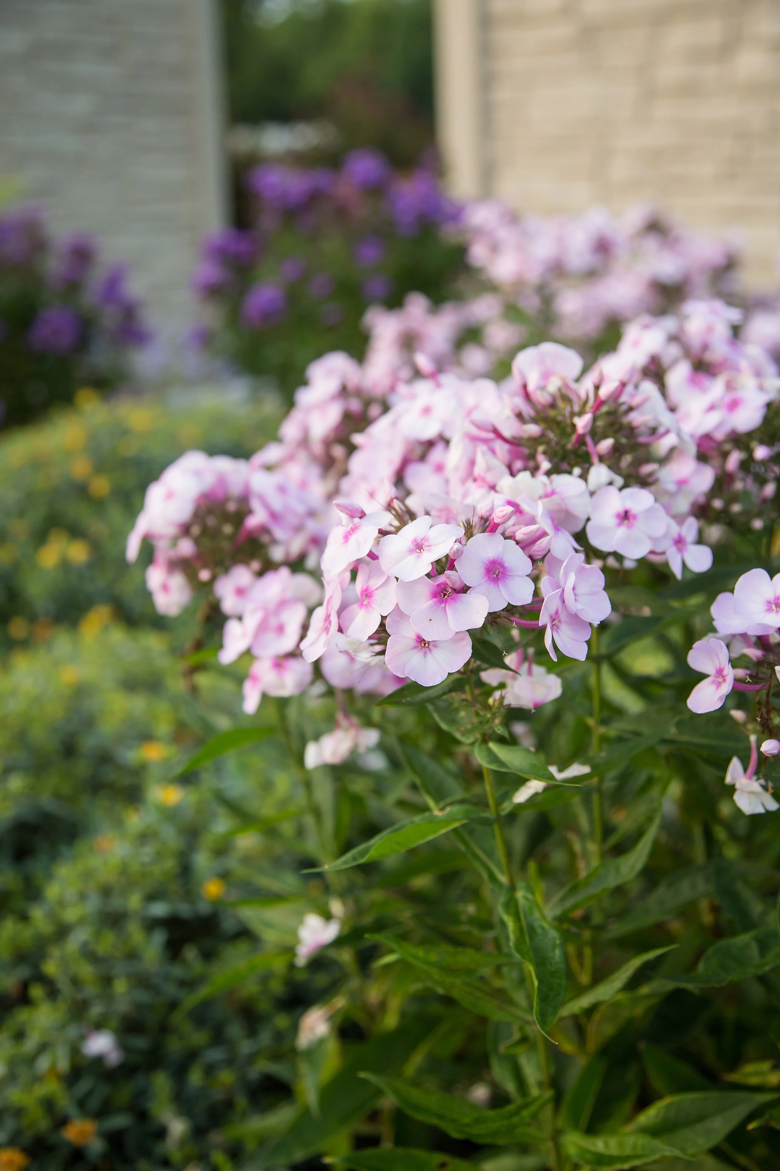 PhloxCottonCandy-18-6358.jpg