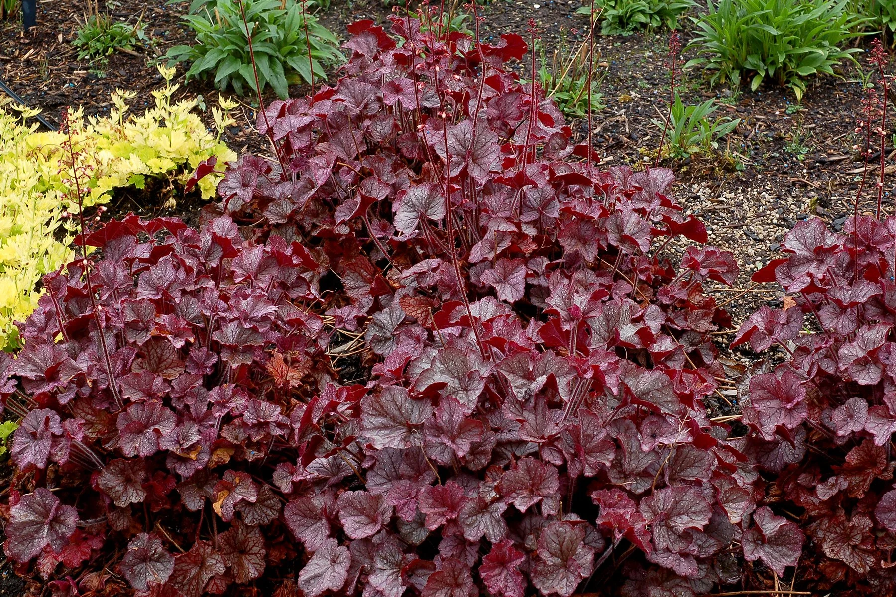 Heuchera-Northern-Exposure-Silver-5.jpg