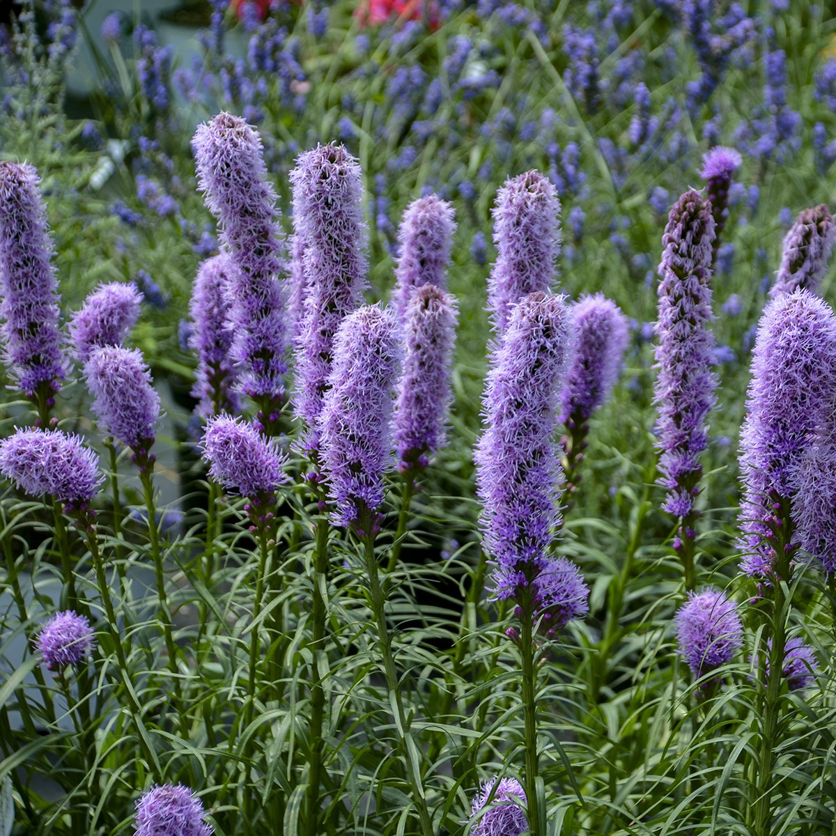 Liatris spicata 'Kobold Original'