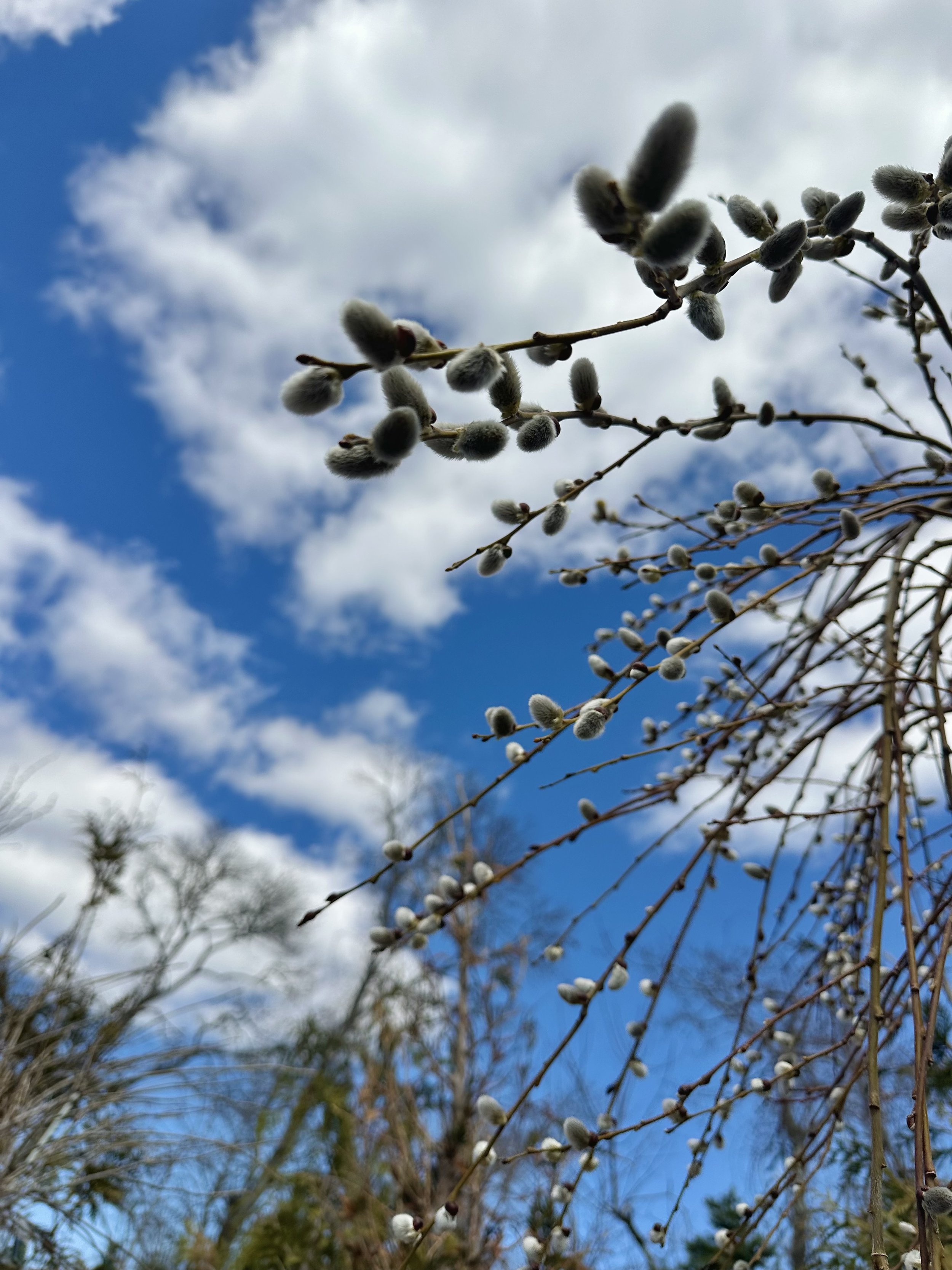 IMG_1099.jpeg