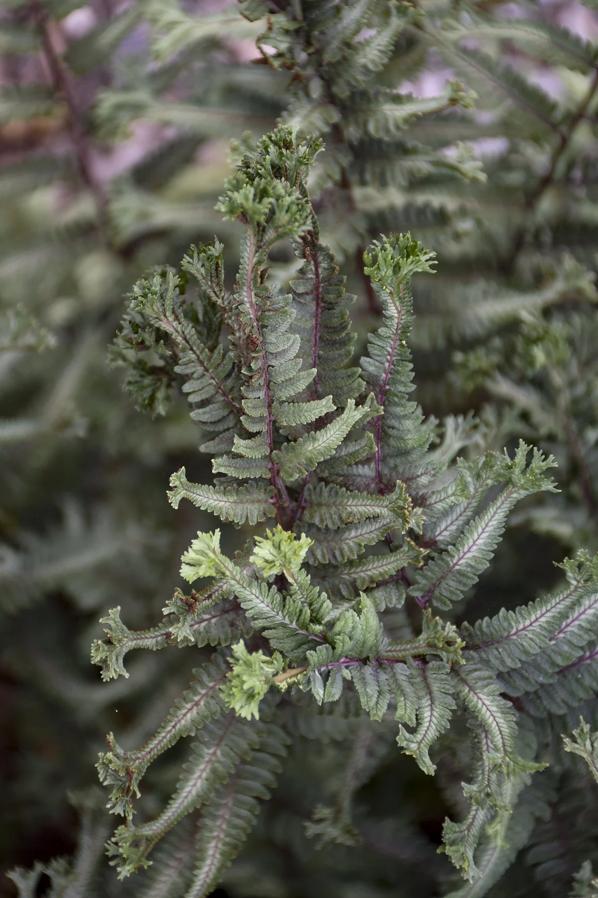 athyrium_crested_surf_apj18_6.jpg