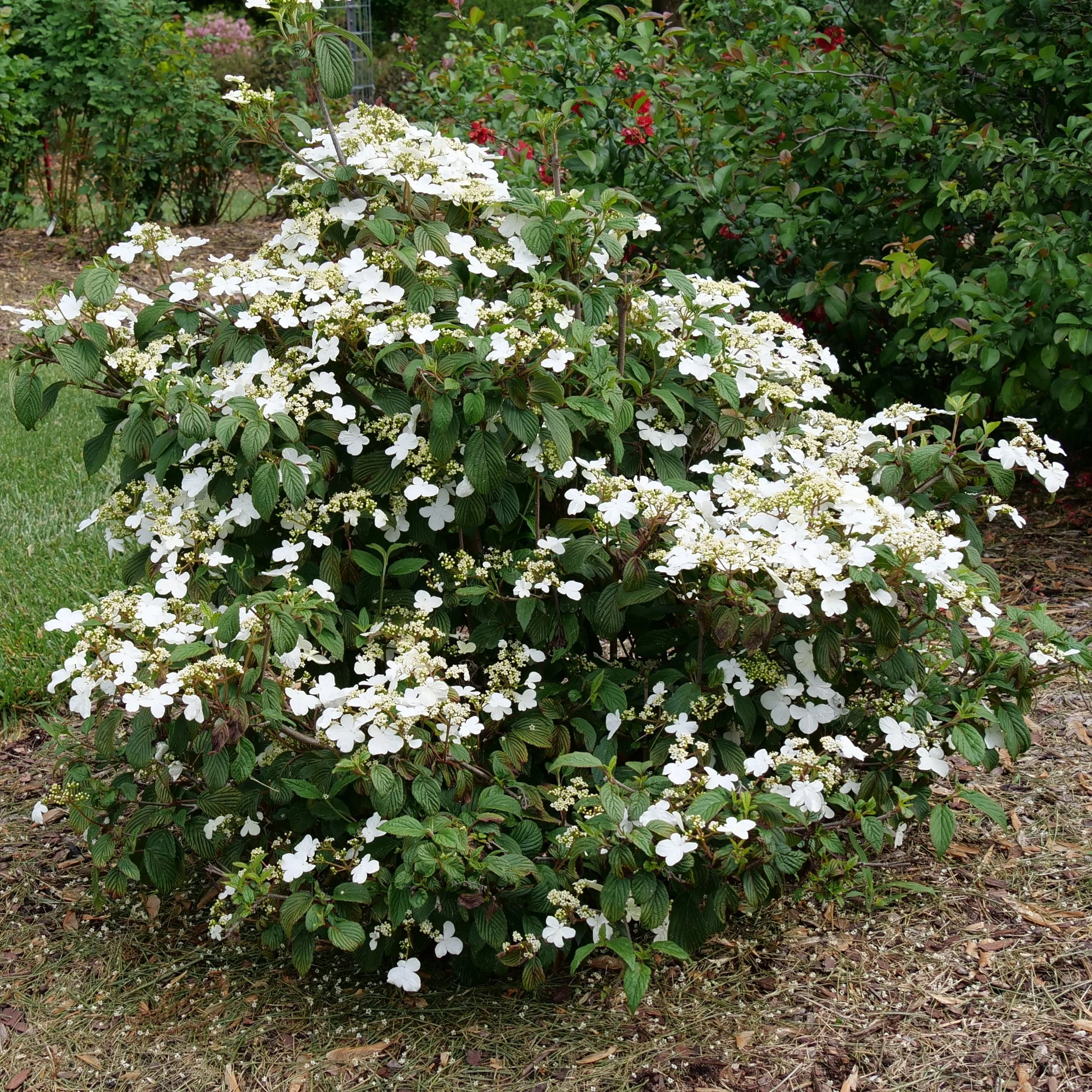 viburnum-steady-eddy-1.jpg