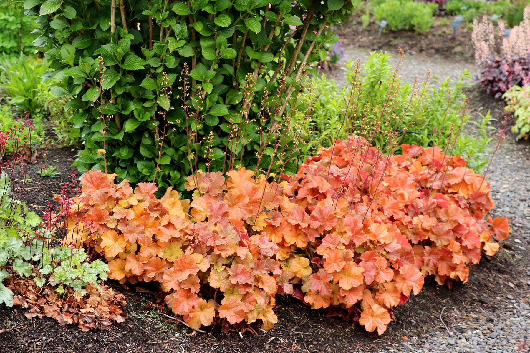 Heuchera-Northern-Exposure-Amber-6.jpg