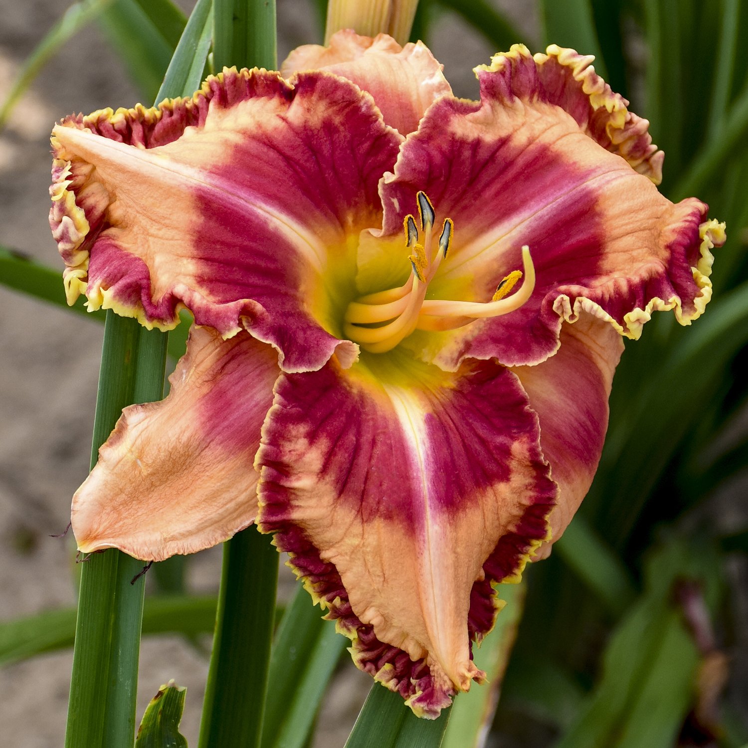 Hemerocallis 'Lake of Fire'