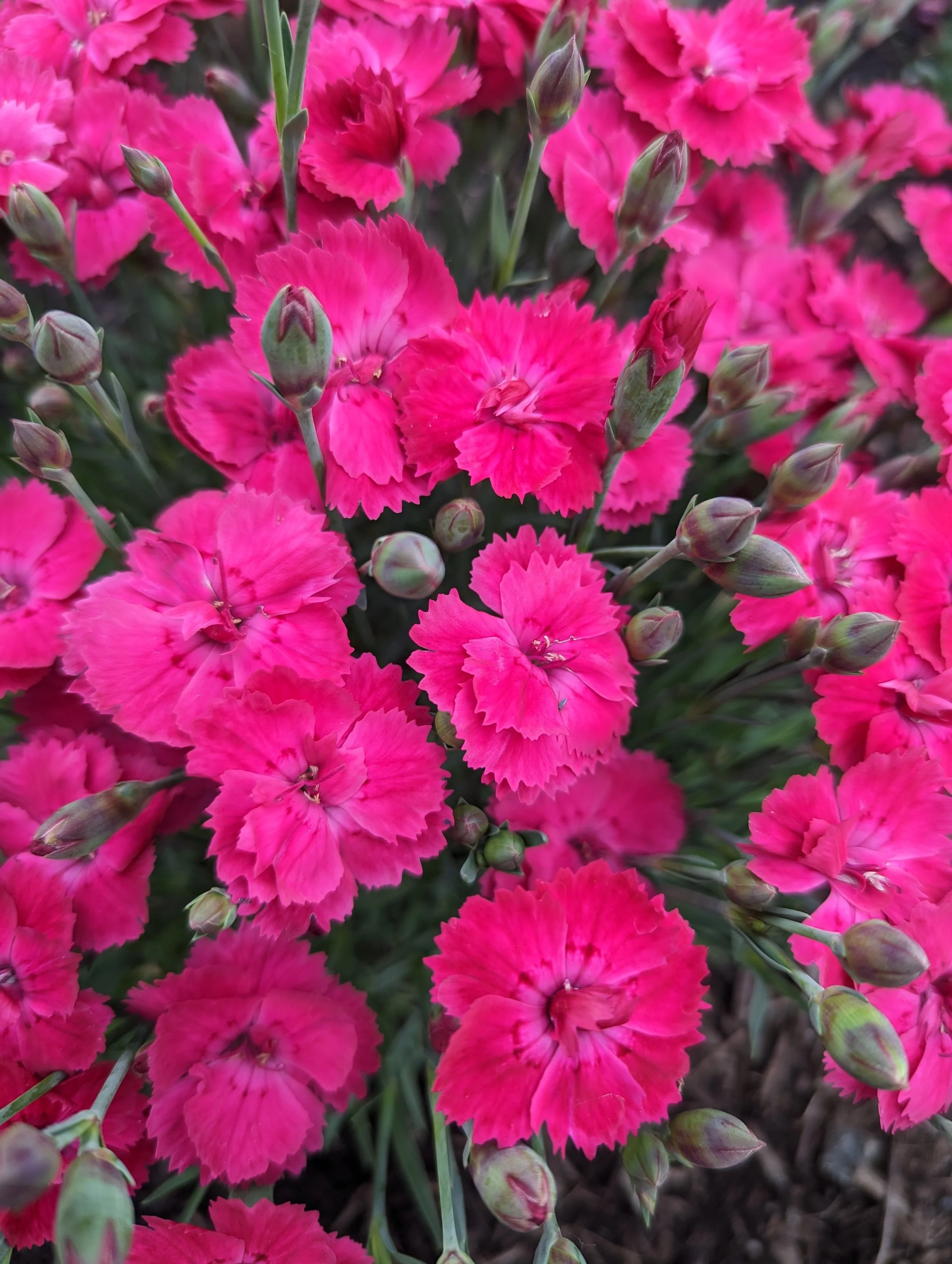 Dianthus gratianopolitanus 'Glamour Time'