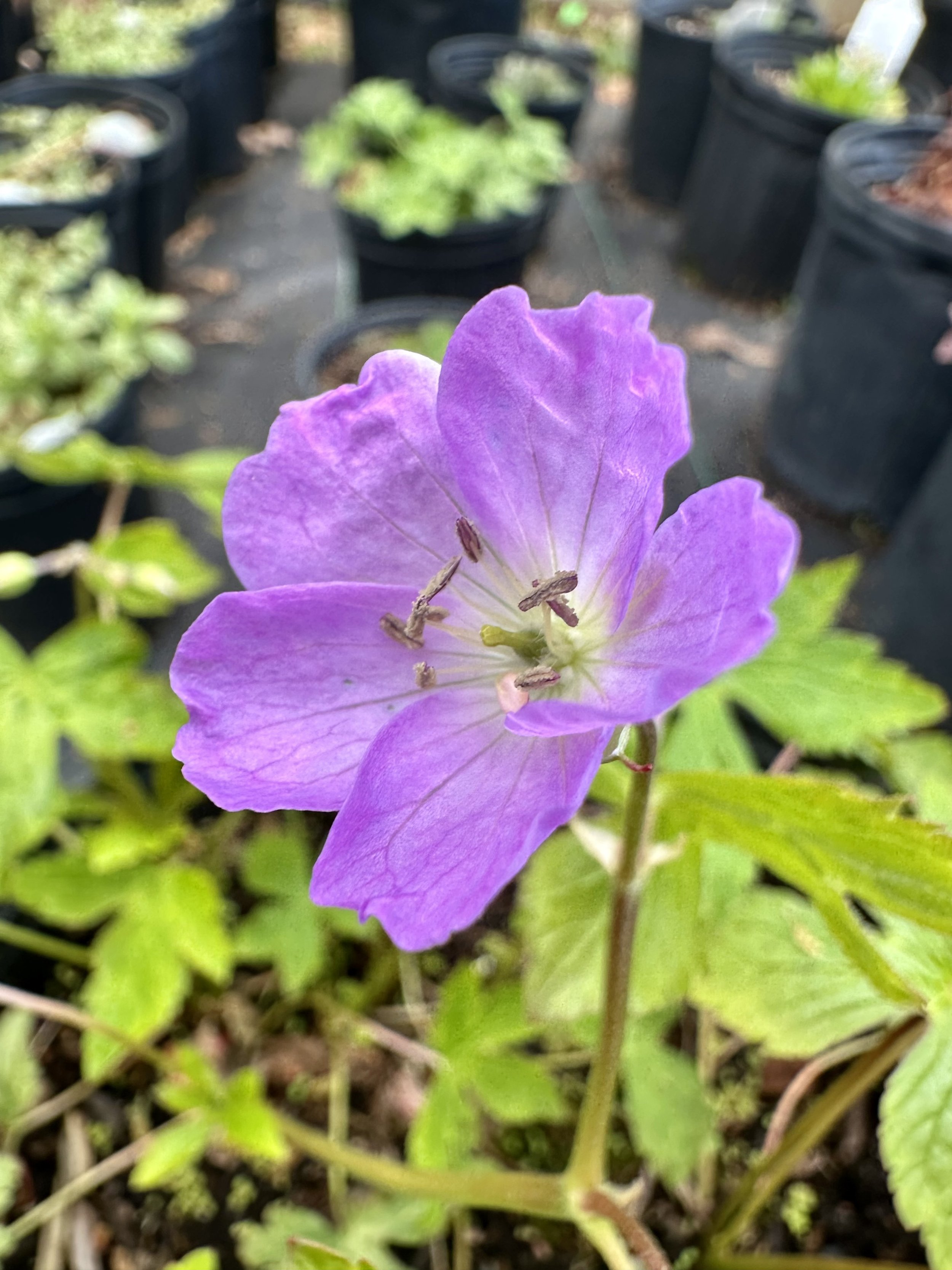 Geranium maculatum (Wild Geranium)